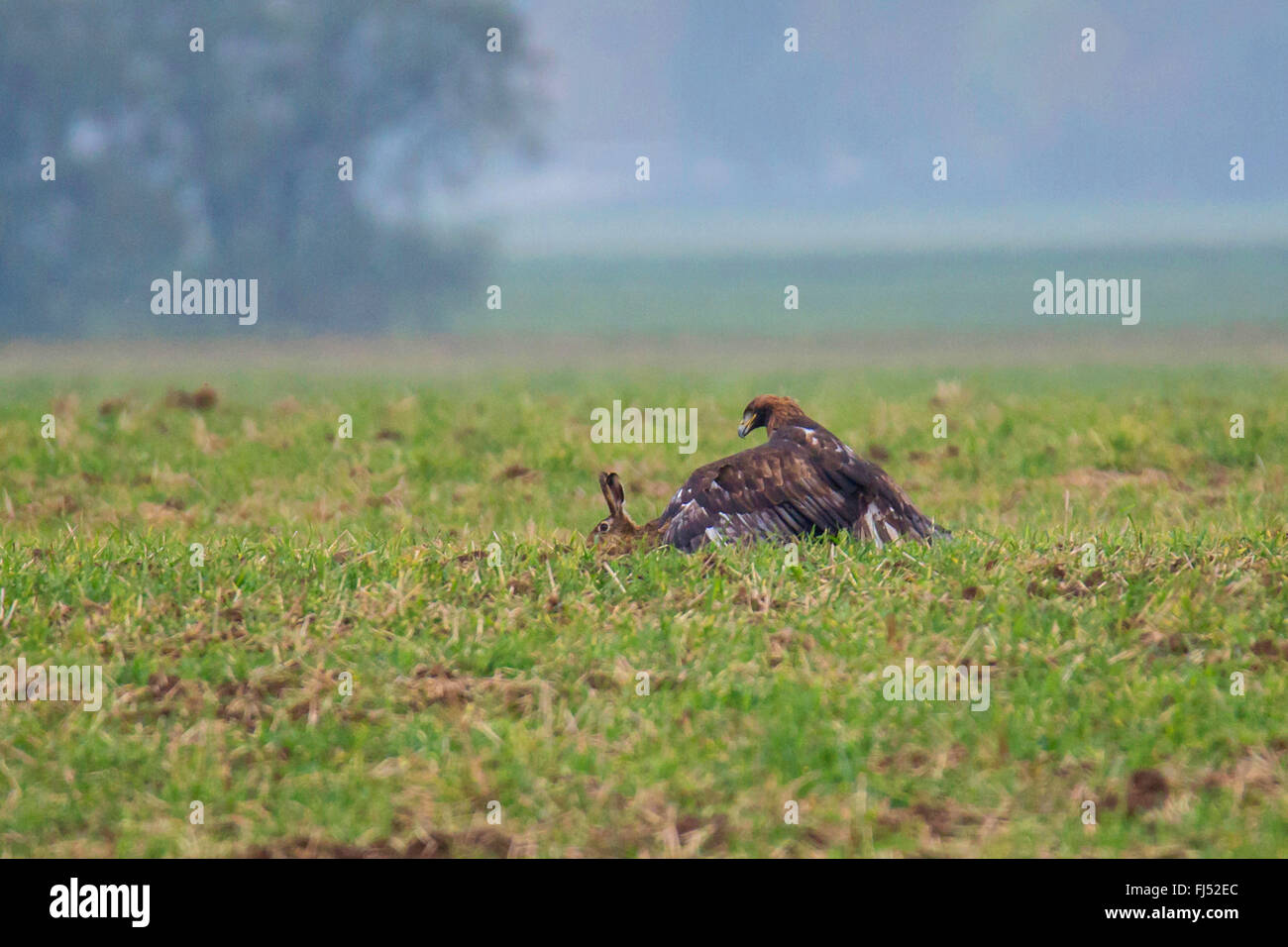 L'aigle royal (Aquila chrysaetos), chasse un lièvre, l'Allemagne, la Bavière Banque D'Images