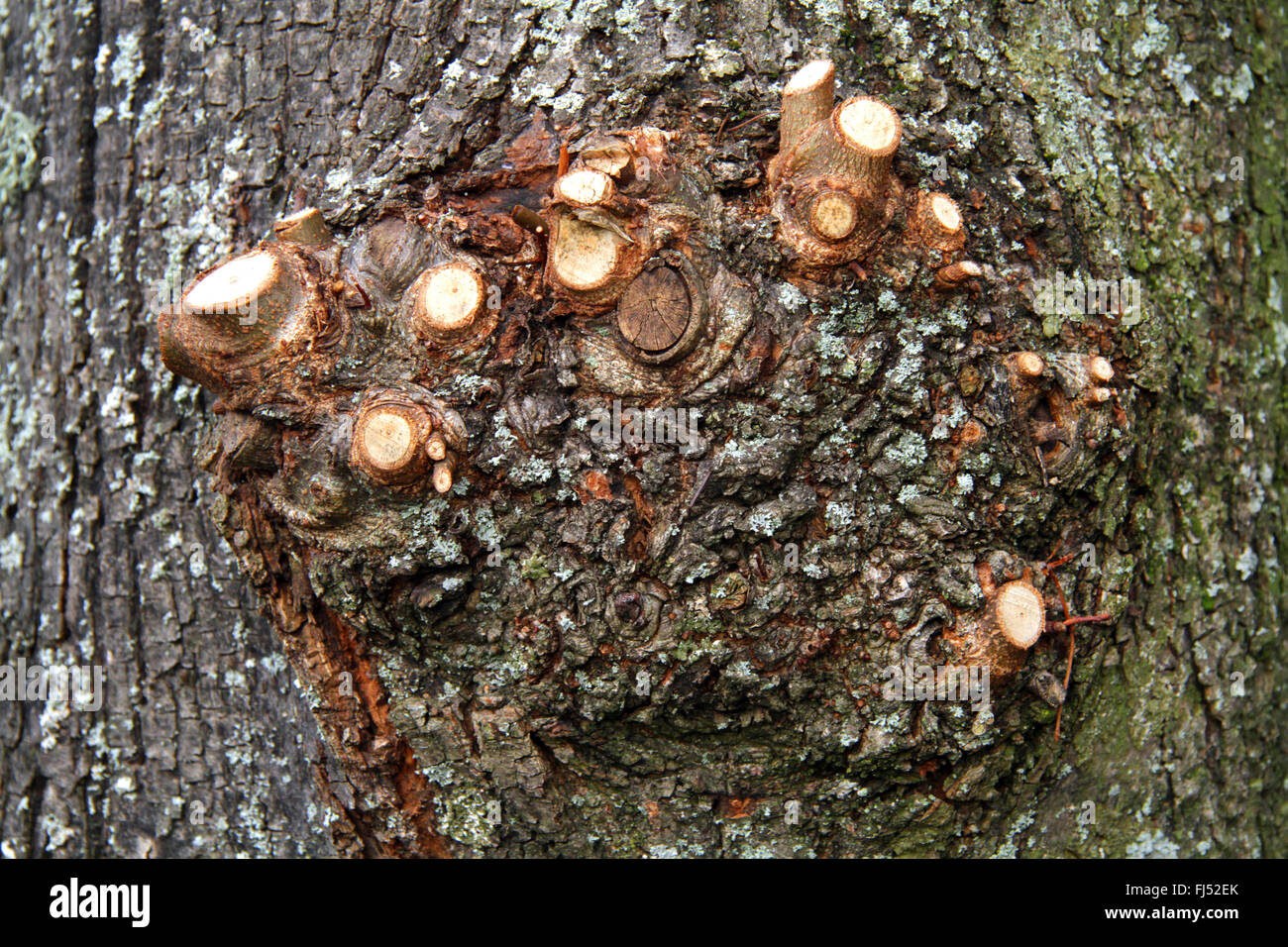 Le tilleul, Tilleul, tilleul (Tilia spec.), repères de découpe à l'ancienne chêne, Allemagne Banque D'Images