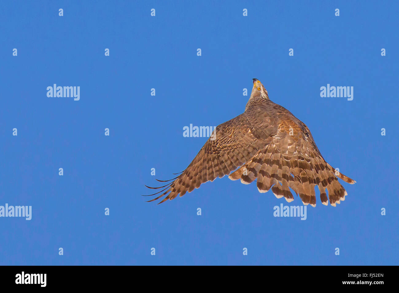 L'Autour des palombes (Accipiter gentilis), scrys pendant la chasse des proies, Allemagne, Bavière, Niederbayern, Basse-Bavière Banque D'Images