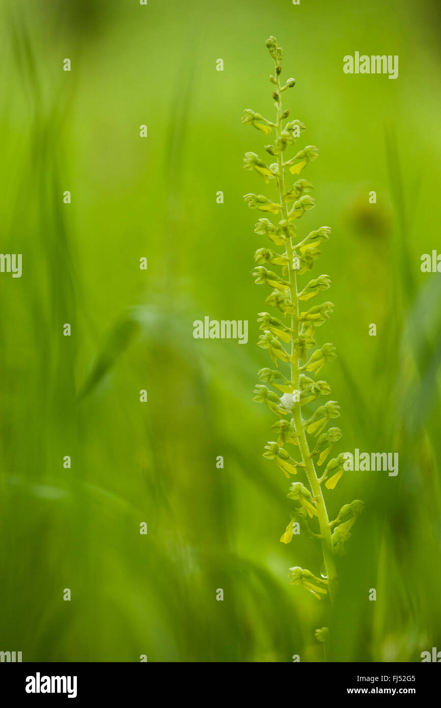 Listère commun, l'oeuf-feuille Listera ovata (listère), inflorescence, Allemagne, Bade-Wurtemberg Banque D'Images