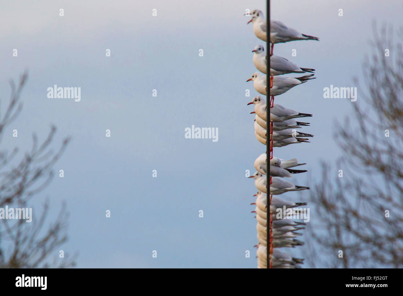 Mouette rieuse (Larus ridibundus, Chroicocephalus ridibundus), troupe sur un câble métallique, Allemagne, Bavière, Niederbayern, Basse-Bavière Banque D'Images