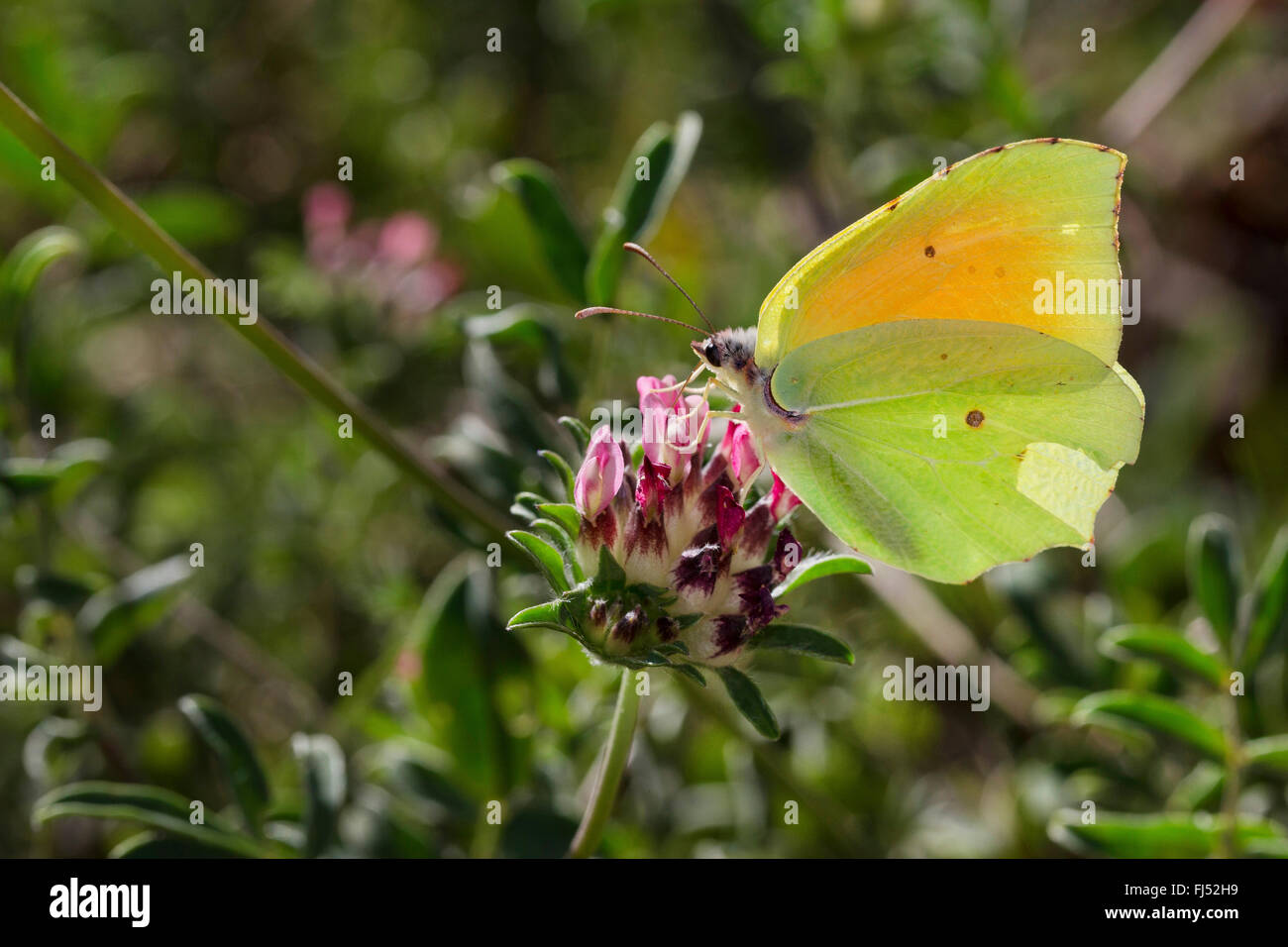 (Gonepteryx cleopatra Cleopatra butterfly), homme à Anthyllis Banque D'Images