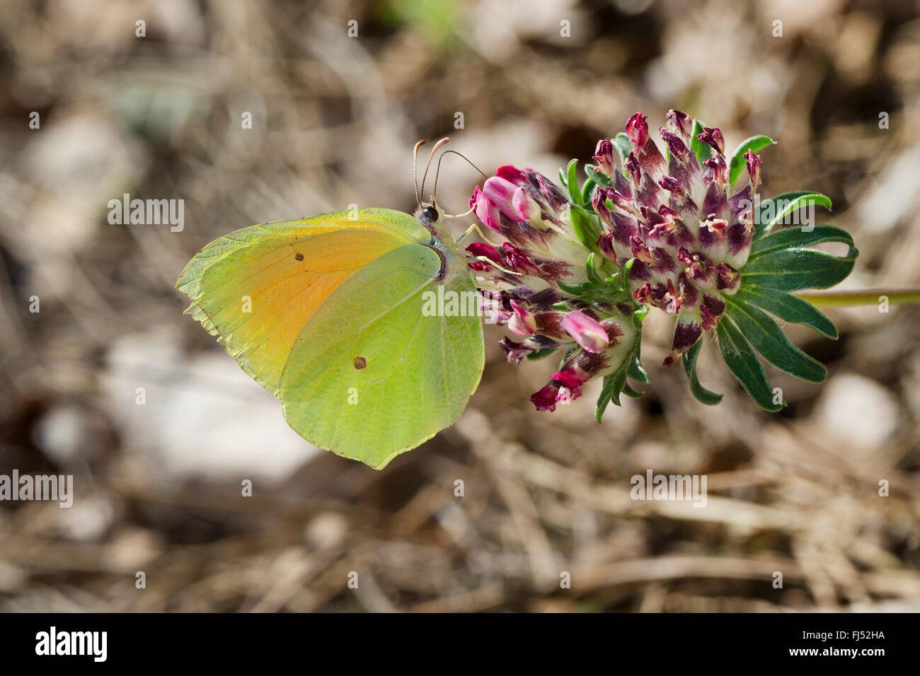 (Gonepteryx cleopatra Cleopatra butterfly), homme à Anthyllis Banque D'Images