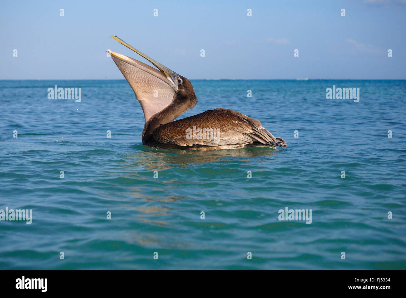 Pélican brun (Pelecanus occidentalis), un swallos juvéniles de poissons, Mexique, Yucatan Banque D'Images