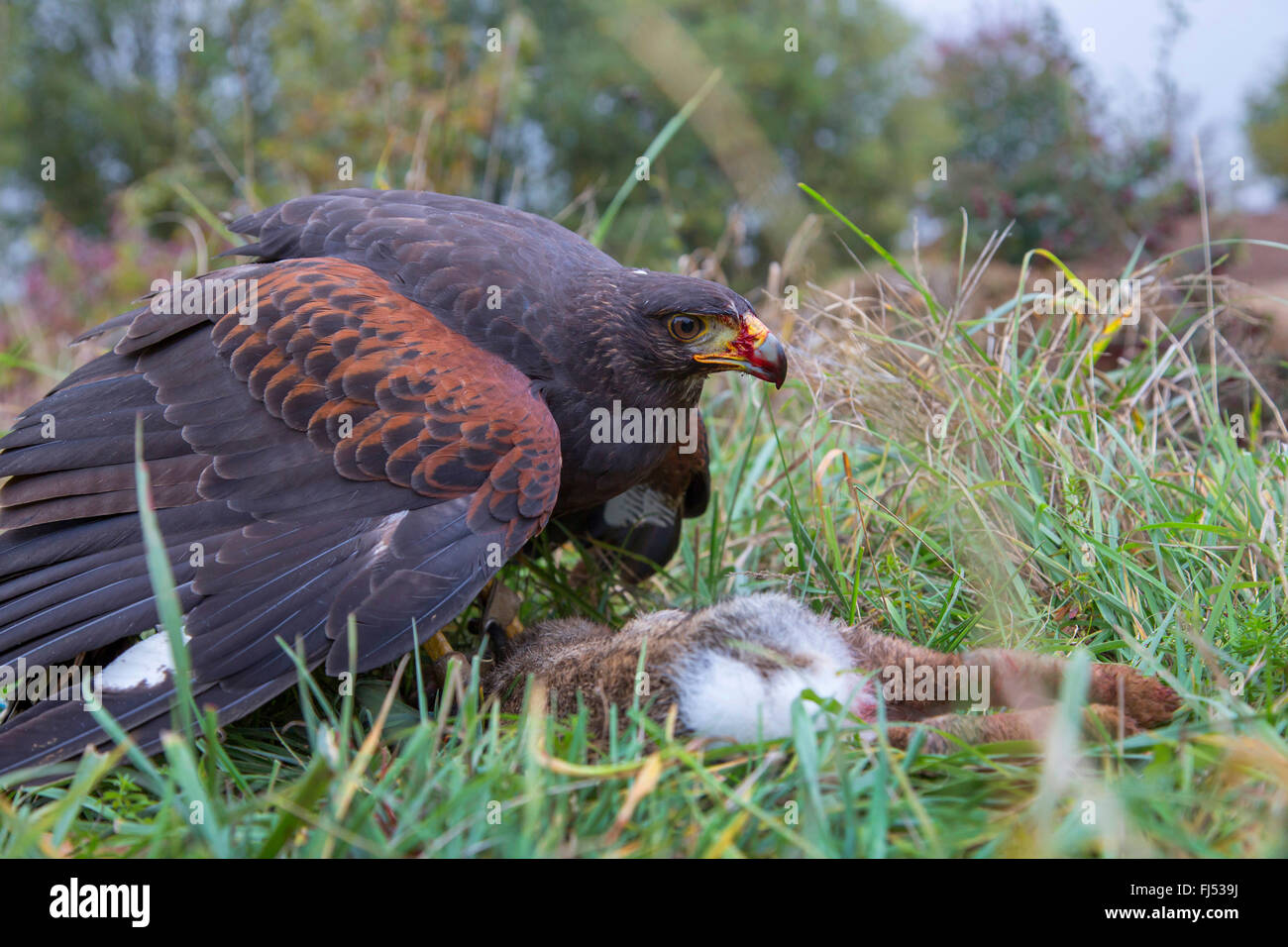 Harris (Parabuteo unicinctus'hawk), pris un lapin Banque D'Images