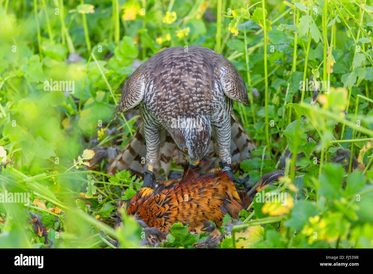 L'Autour des palombes (Accipiter gentilis), pris un faisan, Allemagne, Bavière, Niederbayern, Basse-Bavière Banque D'Images