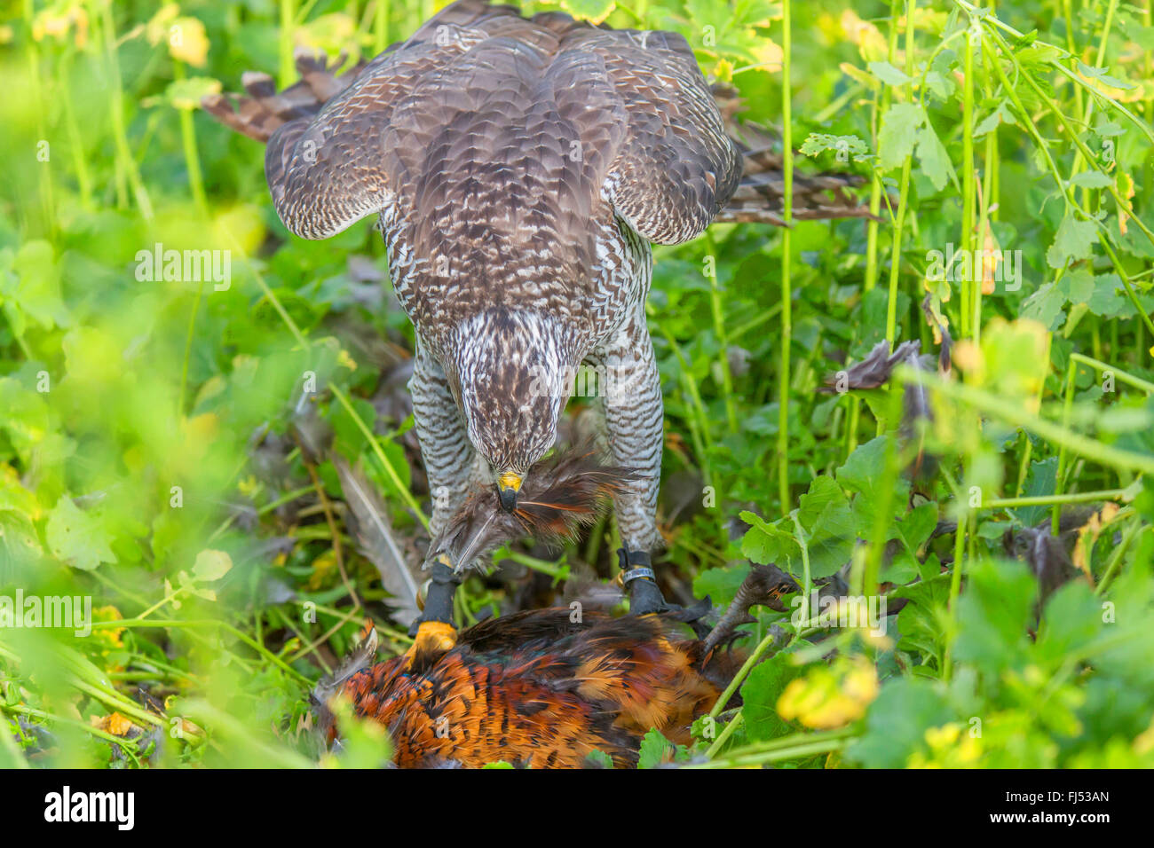 L'Autour des palombes (Accipiter gentilis), pris un faisan, Allemagne, Bavière, Niederbayern, Basse-Bavière Banque D'Images