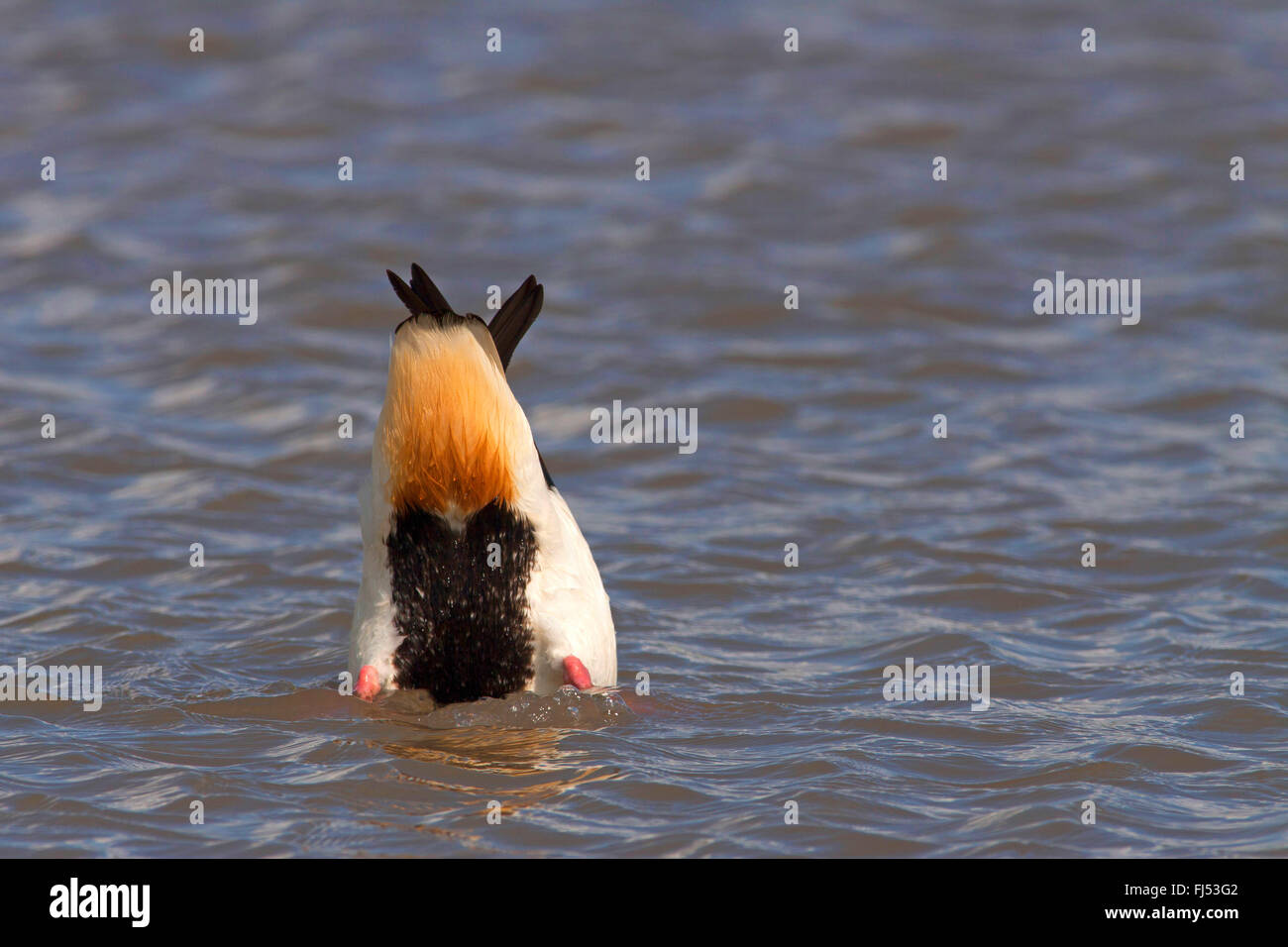 Tadorne Casarca Tadorna tadorna) (canards, Drake en plumage nuptial, l'Allemagne, Schleswig-Holstein Banque D'Images