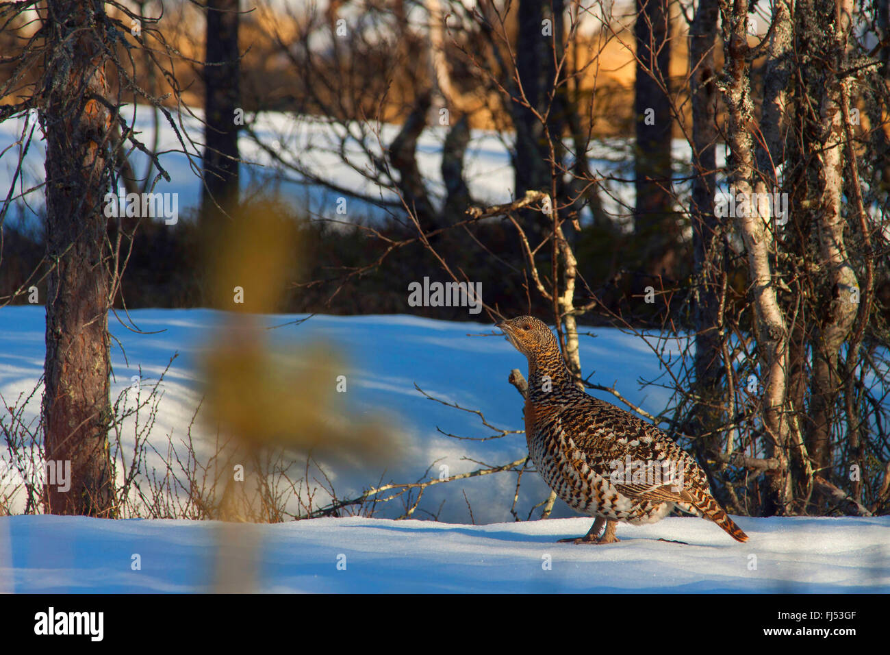 Grand tétras, grand tétras (Tetrao urogallus), capercaillie Poule debout dans la neige, vue de côté, la Suède Banque D'Images