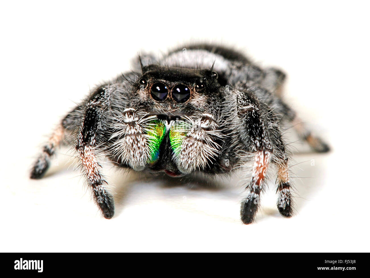 Jumping spiders, Regal thomisidae (Phidippus regius), l'une des plus grandes araignées saut dans le monde entier, homme, cut-out Banque D'Images