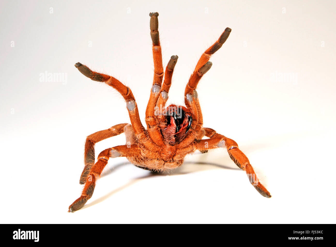 King baboon spider, King baboon tarantula (Pelinobius muticus
