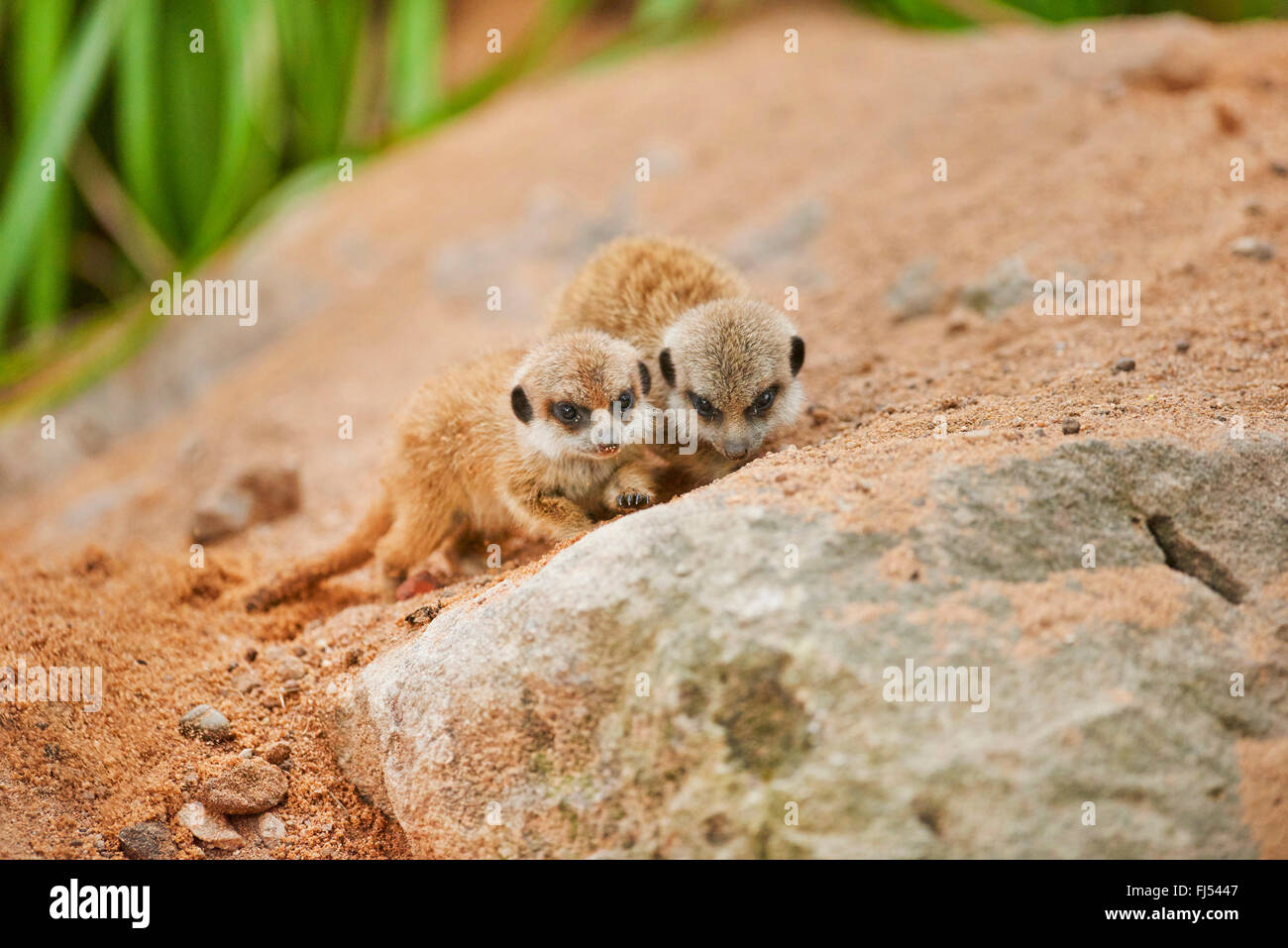 À queue fine, suricate (Suricata suricatta) suricates, deux jeunes Banque D'Images