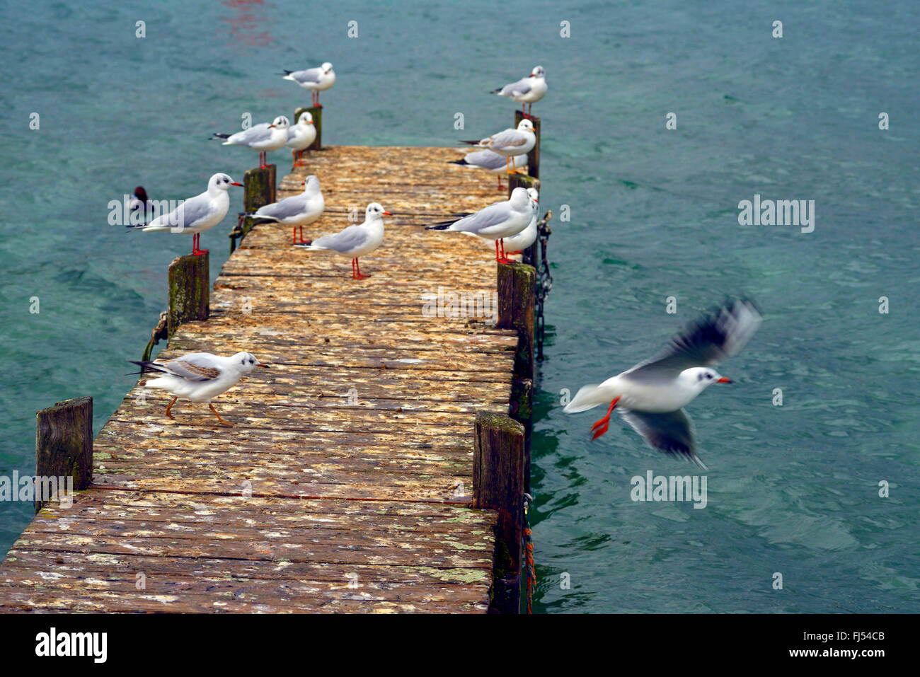 Mouette rieuse (Larus ridibundus, Chroicocephalus ridibundus), des goélands sur promenade au Lac d'Annecy, France, Savoie, Haute Savoie Banque D'Images