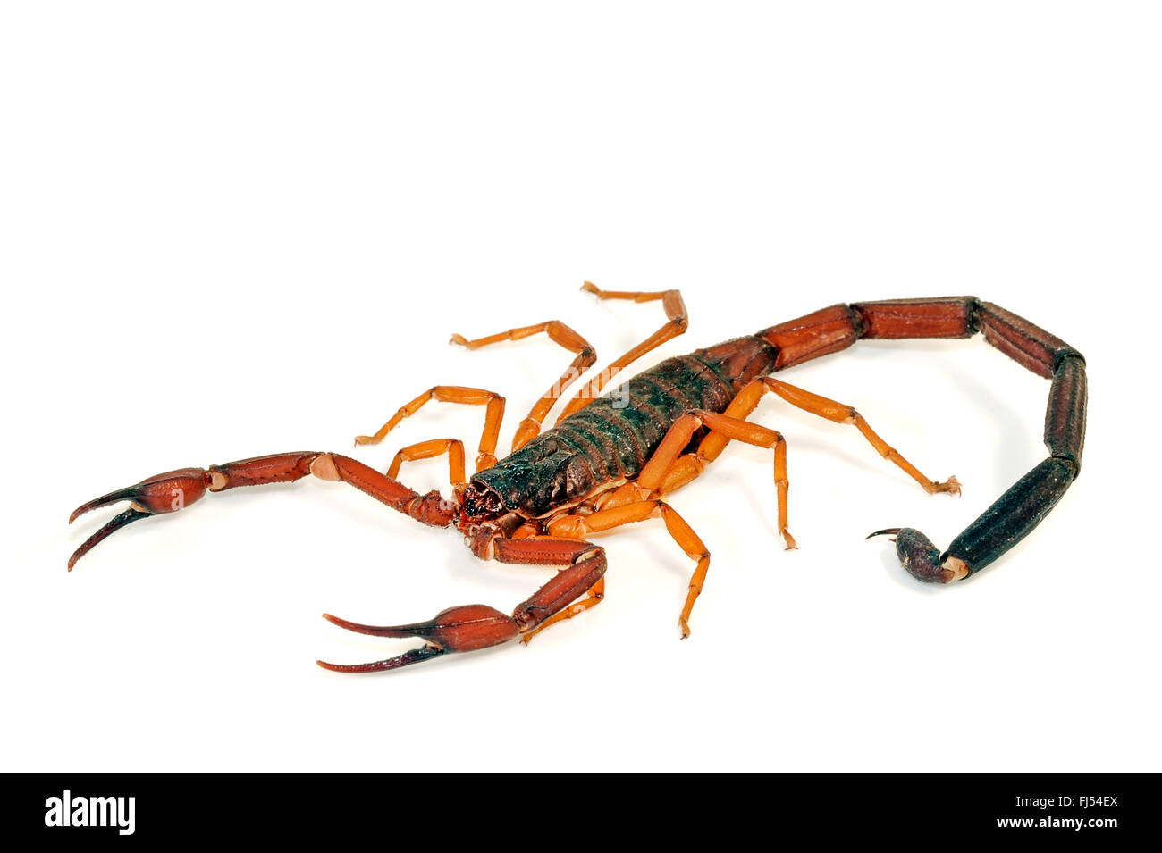 L'écorce de la Floride, scorpion scorpion, écorce brun foncé brun mince (scorpion Centruroides gracilis), cut-out Banque D'Images