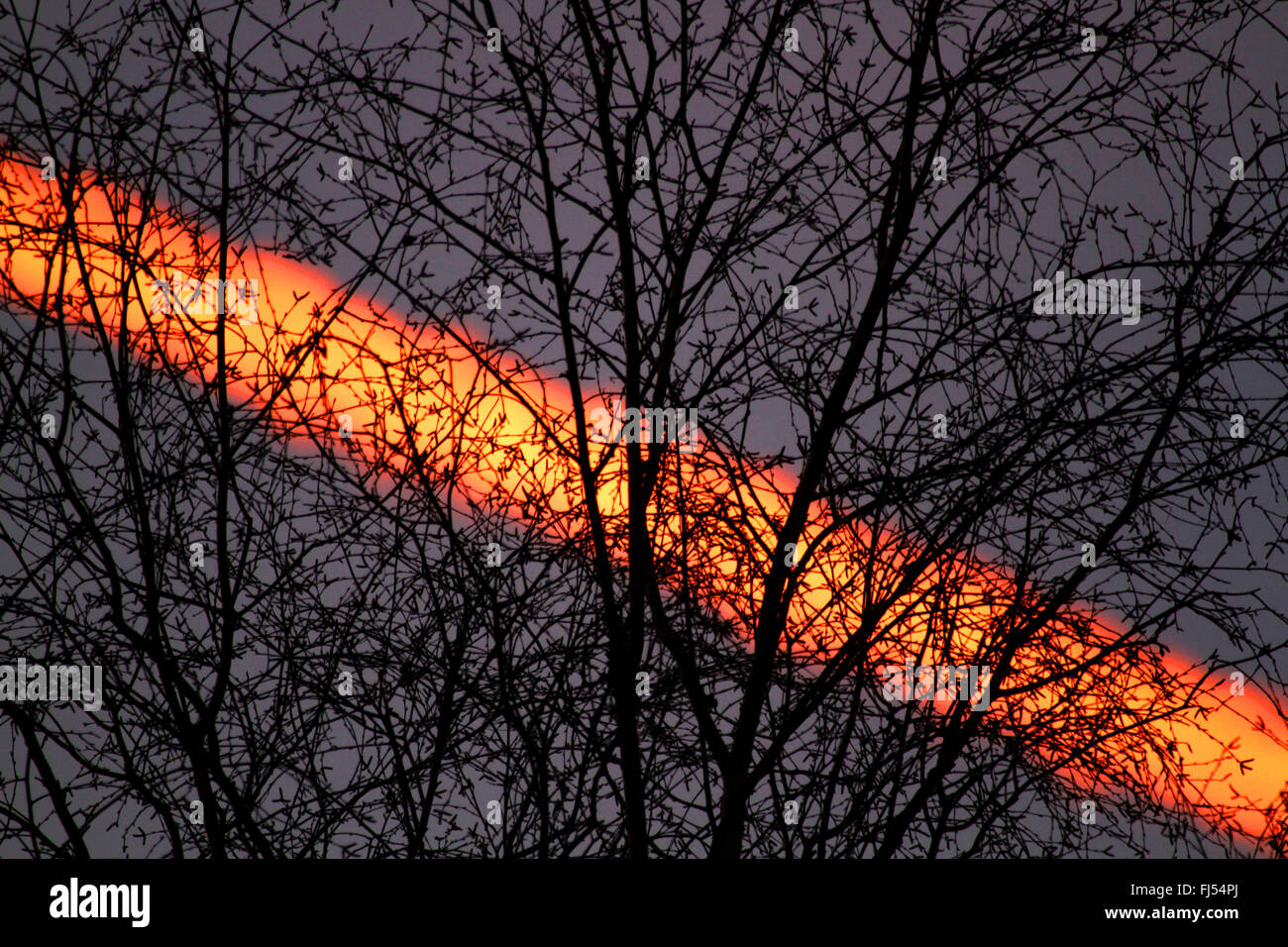 Traînée de vapeur derrière les branches de bouleau dans la lumière du soir, Allemagne Banque D'Images