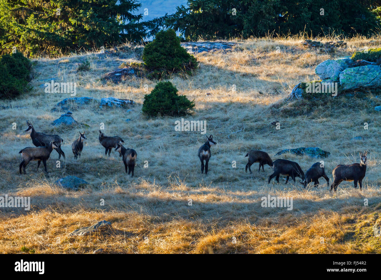 Chamois (Rupicapra rupicapra), paquet de chamoises sur l'alimentation dans une prairie alpine à l'automne, Suisse, Valais, Riederalp Banque D'Images