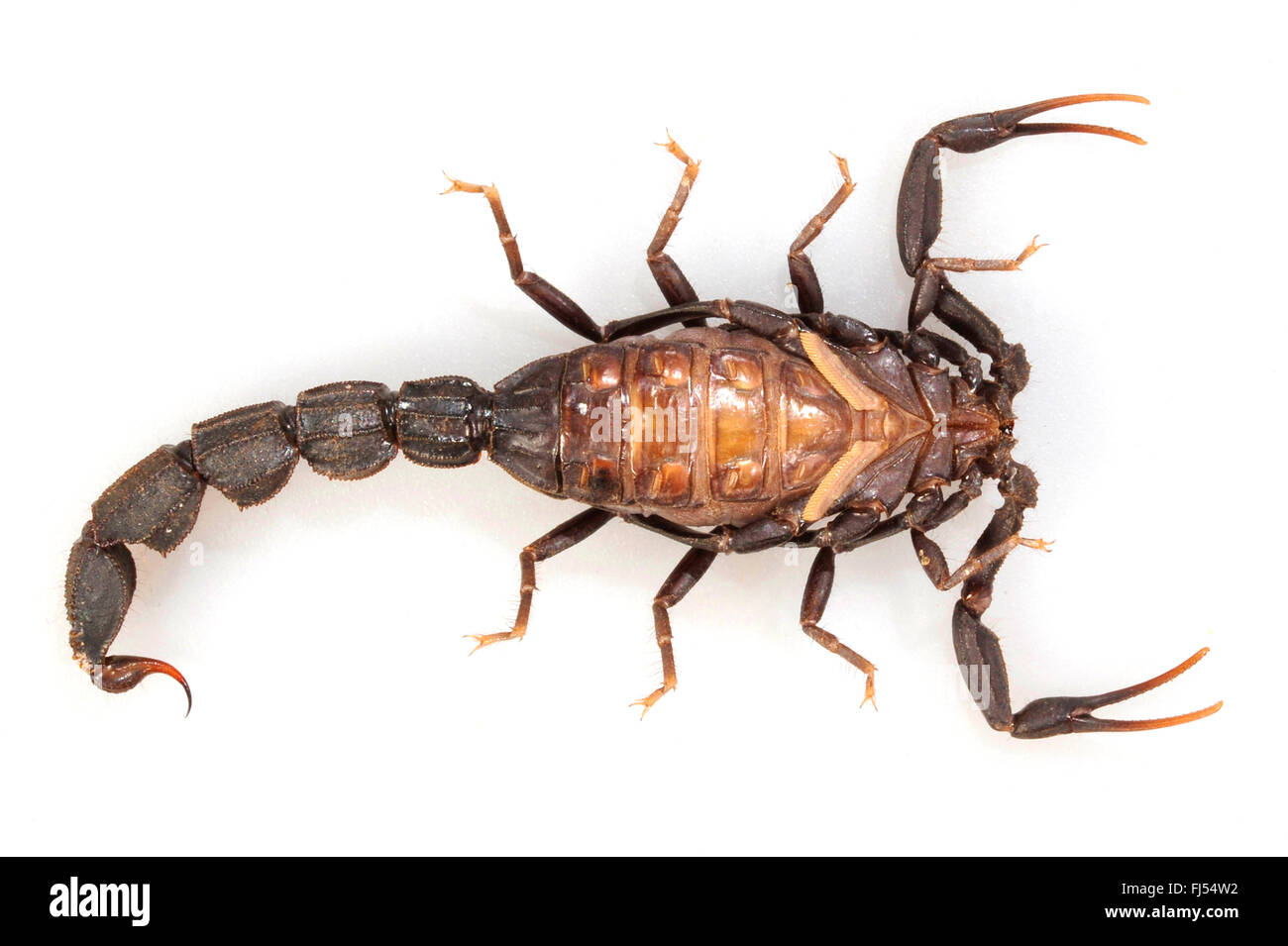 Fattailed, scorpion scorpion à queue Grasse (Androctonus mauritanicus), homme couché sur le dos, Maroc Banque D'Images
