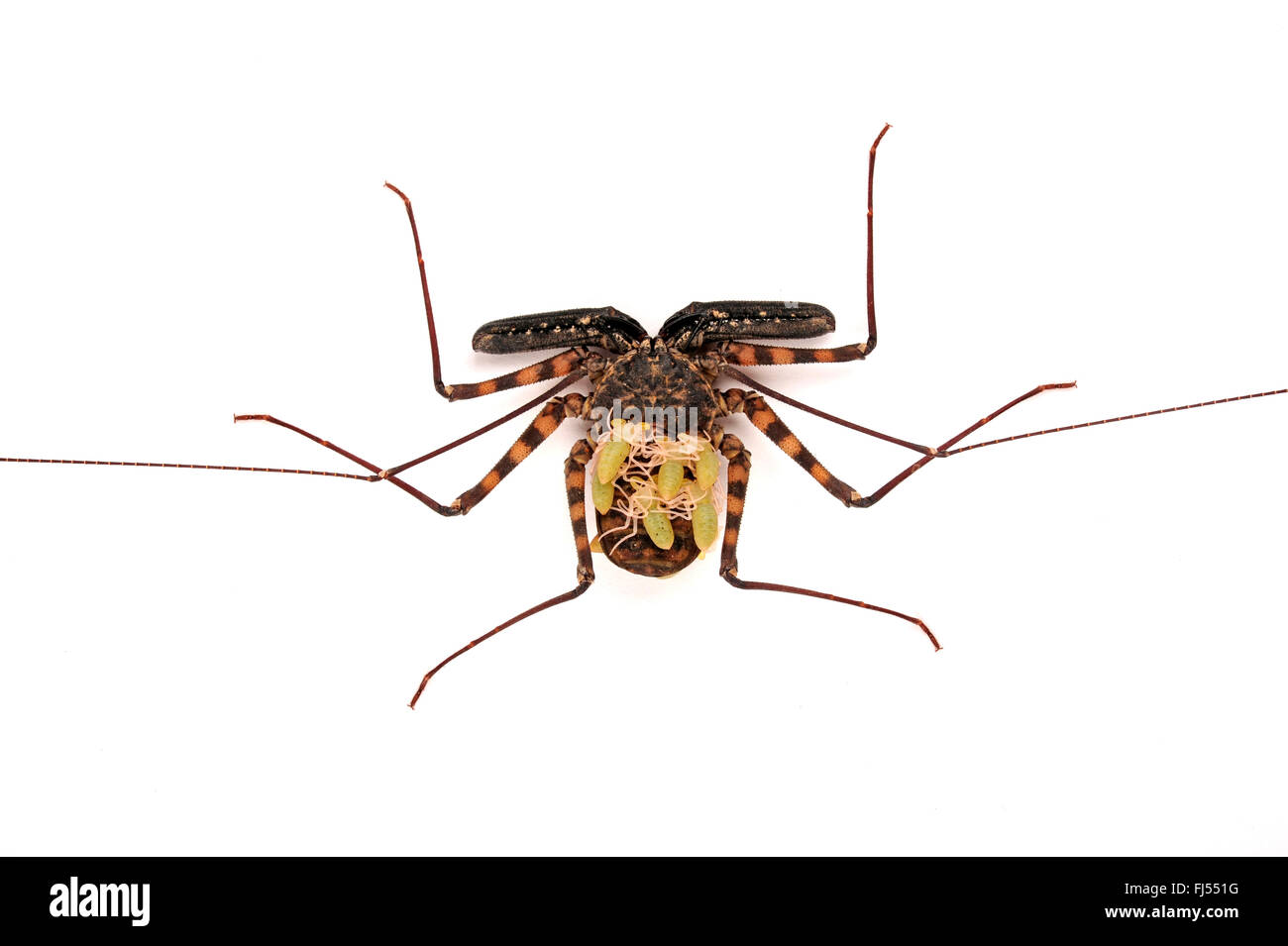 Whipscorpion whipscorpion sans queue, sans queue de Scorpion (whip, Damon diadema), avec des larves sur le dos, cut-out Banque D'Images