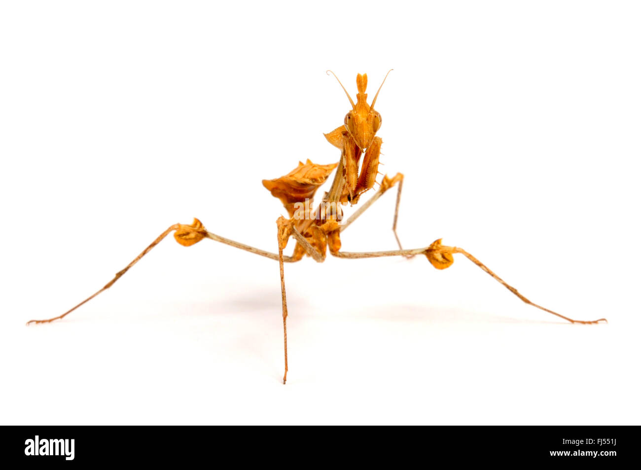 Violon errance, mantis mantis rose indien (Gongylus Gongylodes), cut-out Banque D'Images