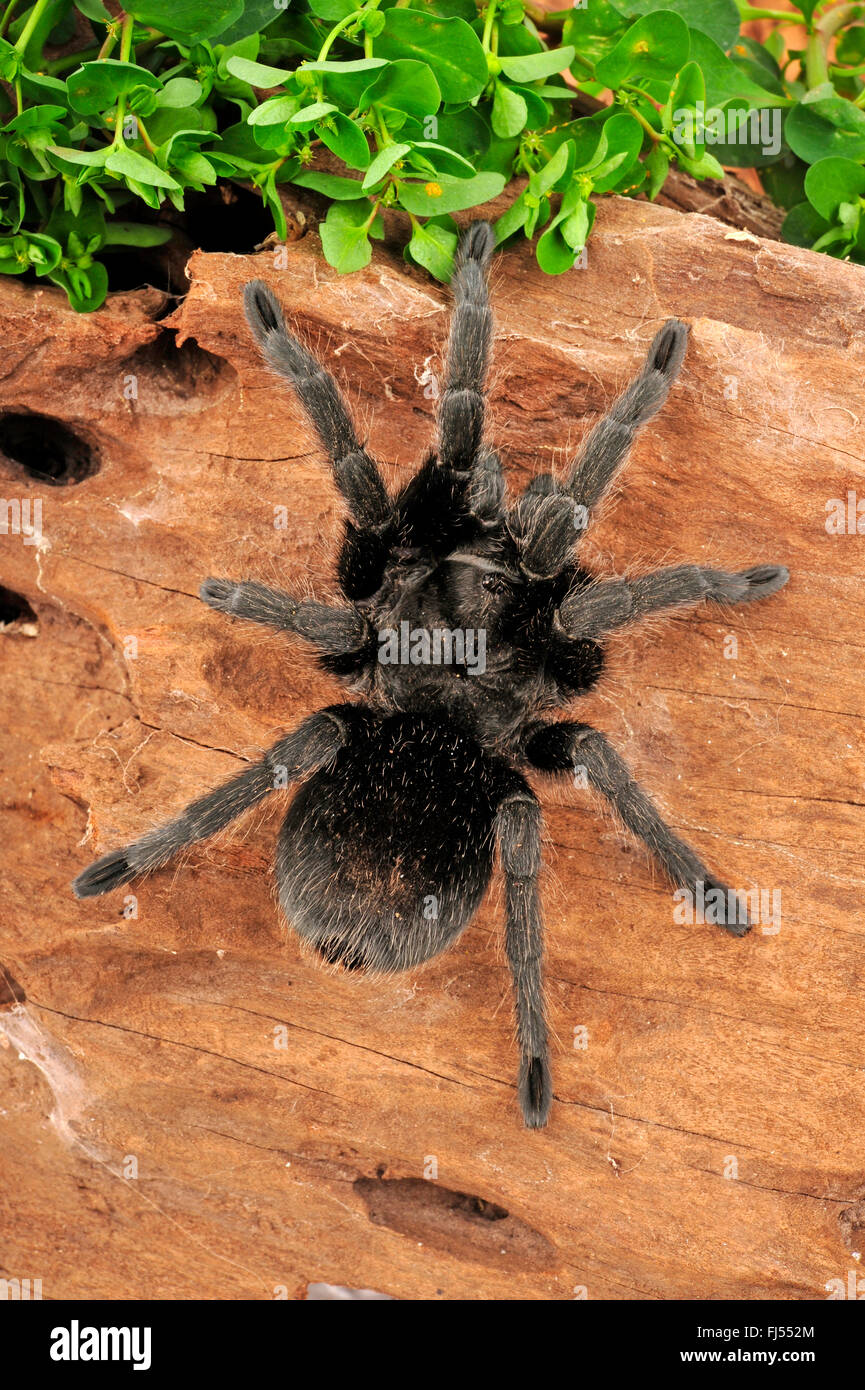 Rose argentin tarantula (Grammostola pulchra), dans la région de terrarium Banque D'Images