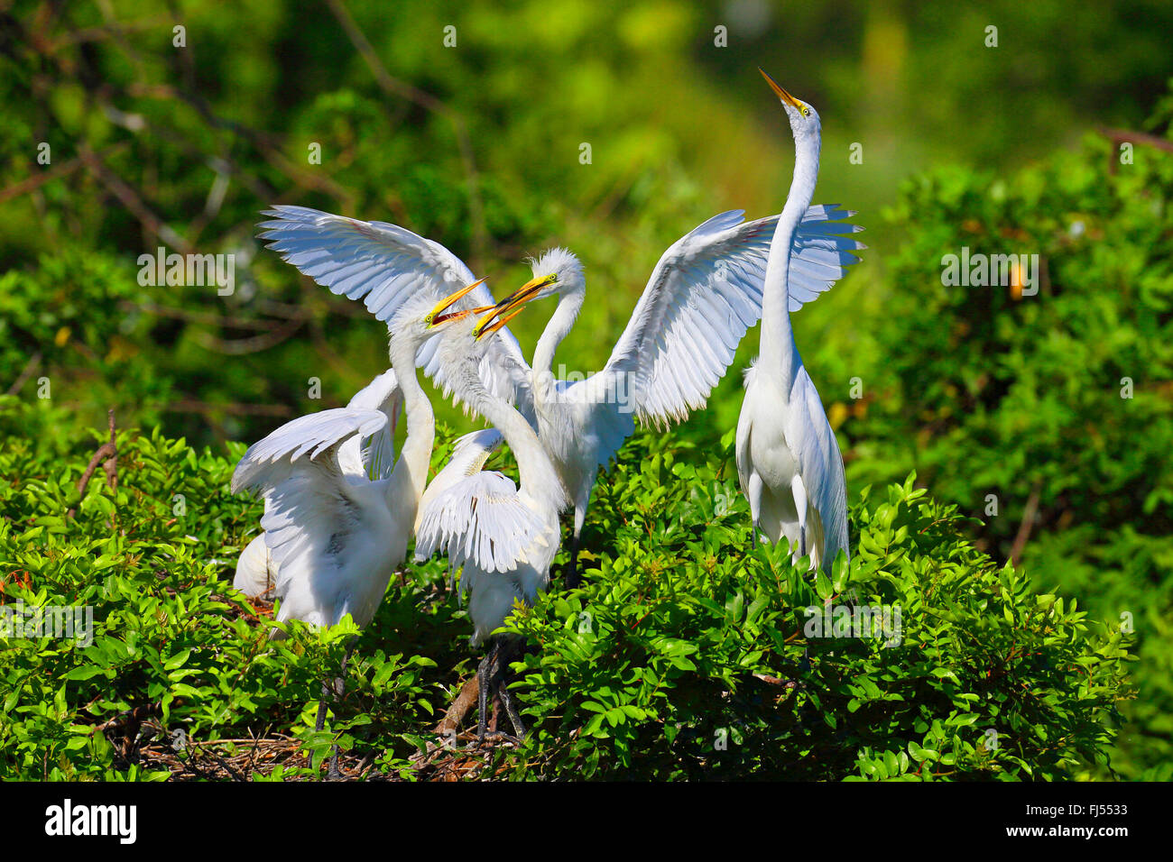Grande Aigrette Grande Aigrette (Egretta alba, Casmerodius albus, Ardea alba), les juvéniles qui lutte pour la nourriture dans le nid, USA, Floride, Venise Banque D'Images