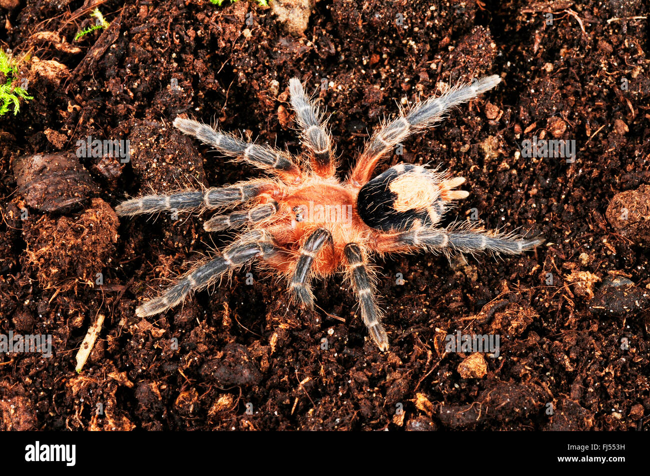 Naine bolivienne (Cyriocosmus perezmilesi) Beauté, en terrarium, Bolivie Banque D'Images