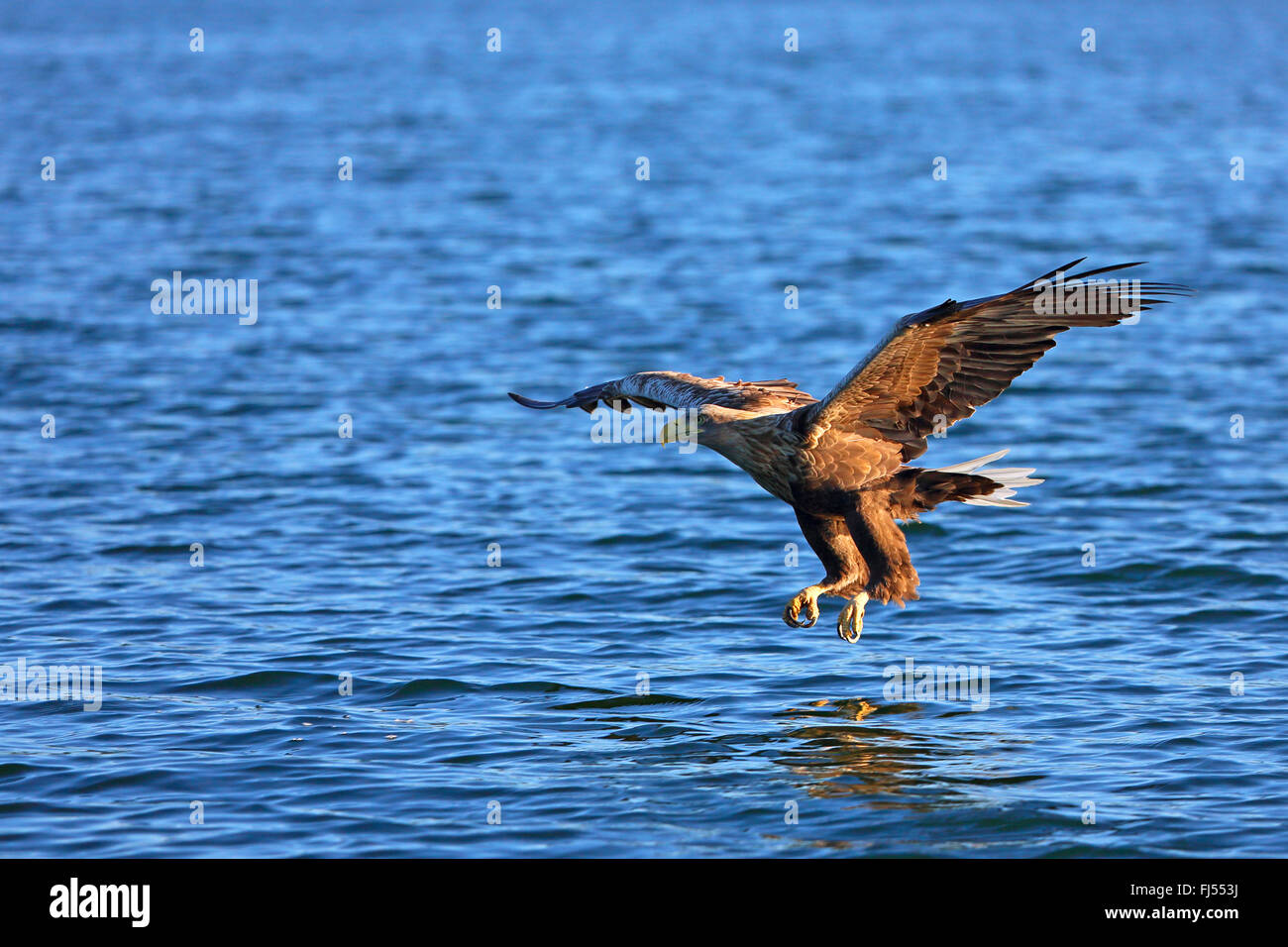 Pygargue à queue blanche (Haliaeetus albicilla), capture d'un poisson à Luzinsee, Allemagne, Mecklembourg-Poméranie-Occidentale Banque D'Images