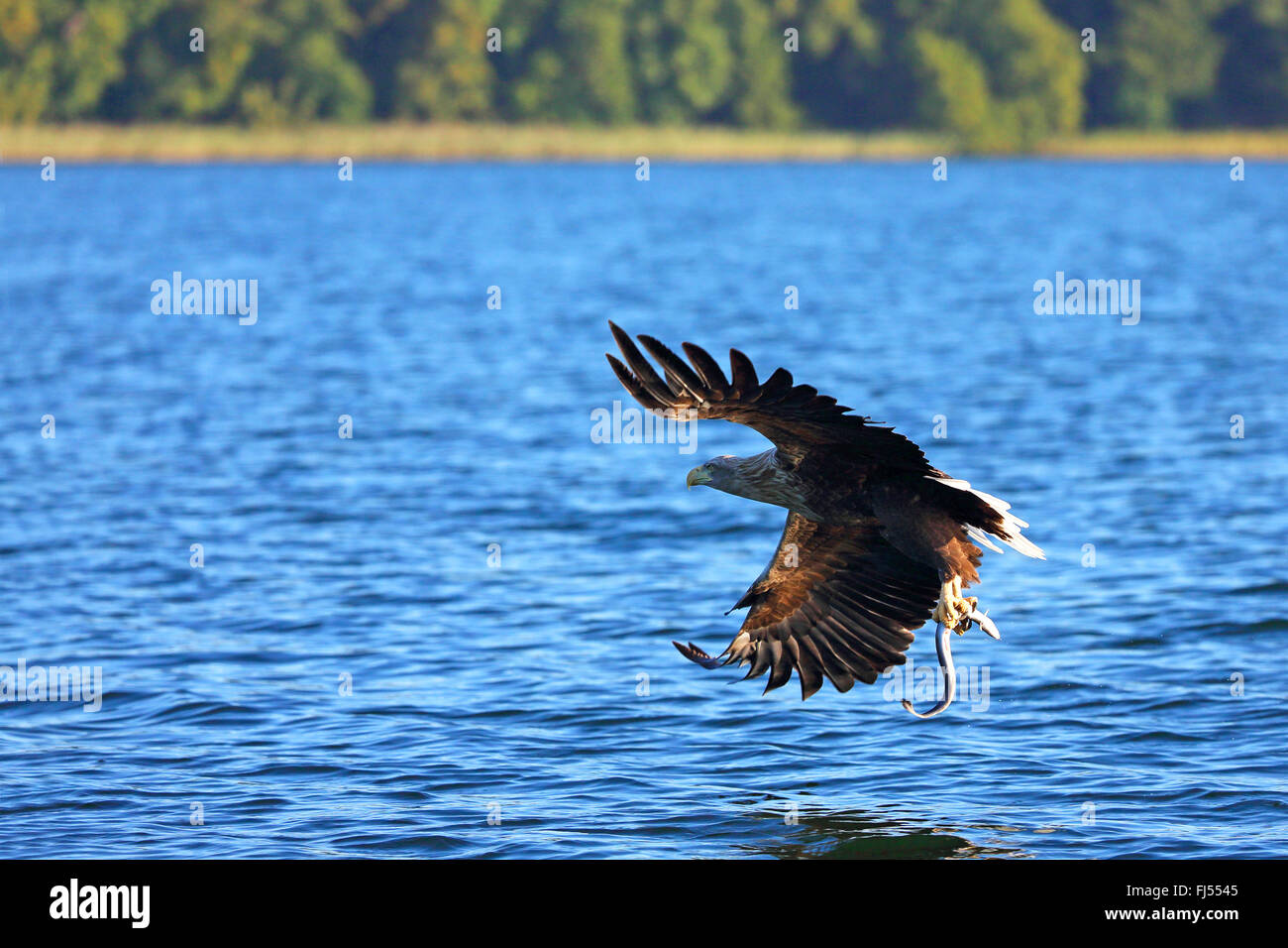 Pygargue à queue blanche (Haliaeetus albicilla), attraper une anguille à Luzinsee, Allemagne, Mecklembourg-Poméranie-Occidentale Banque D'Images