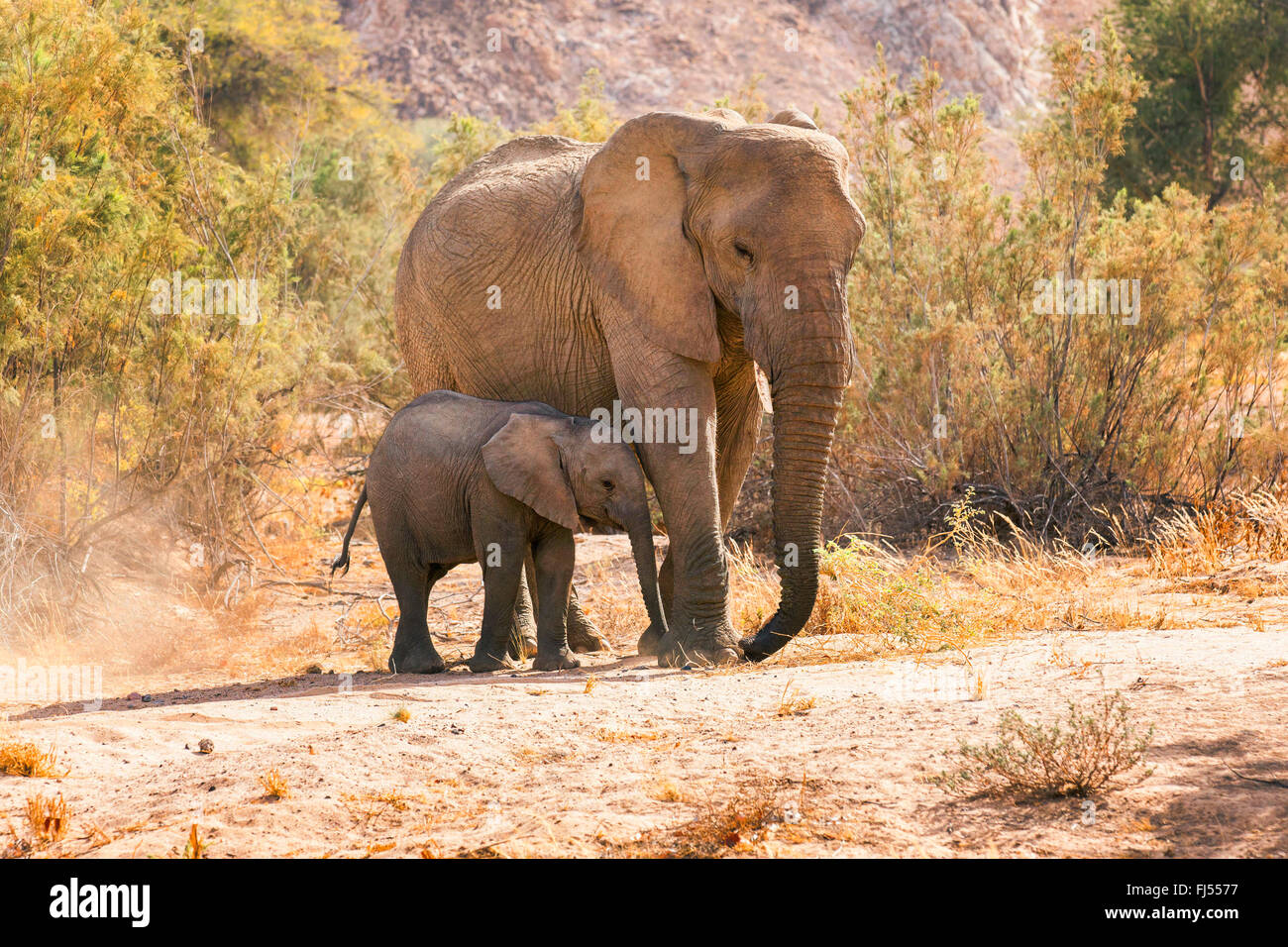 L'éléphant du désert, le désert de l'éléphant, l'éléphant africain (Loxodonta africana africana), le désert de l'éléphant l'éléphant de vache avec veau à la rivière asséchée de la rivière Huab, Damaraland, Namibie Banque D'Images