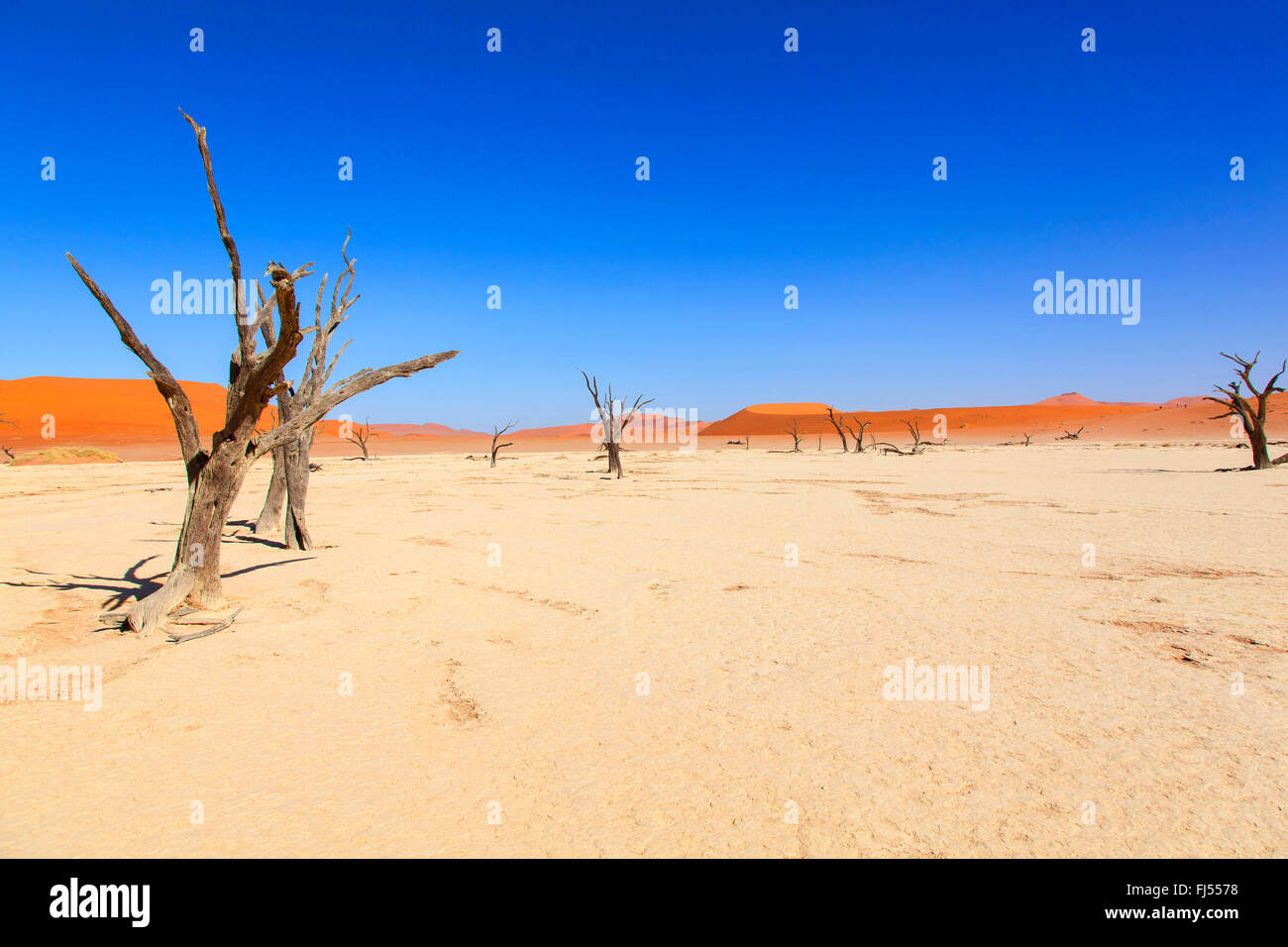 Dead Vlei clay pan et dead camel thorn arbres, Namibie, Sesriem Banque D'Images