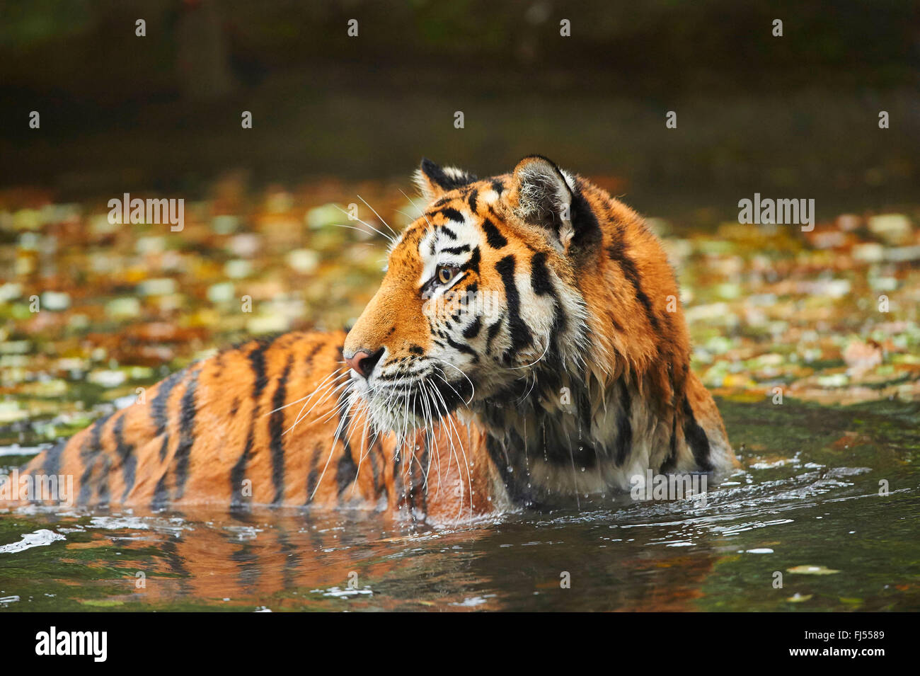 Tigre de Sibérie, Amurian tigre (Panthera tigris altaica), tigresse echelle dans un étang à l'automne Banque D'Images