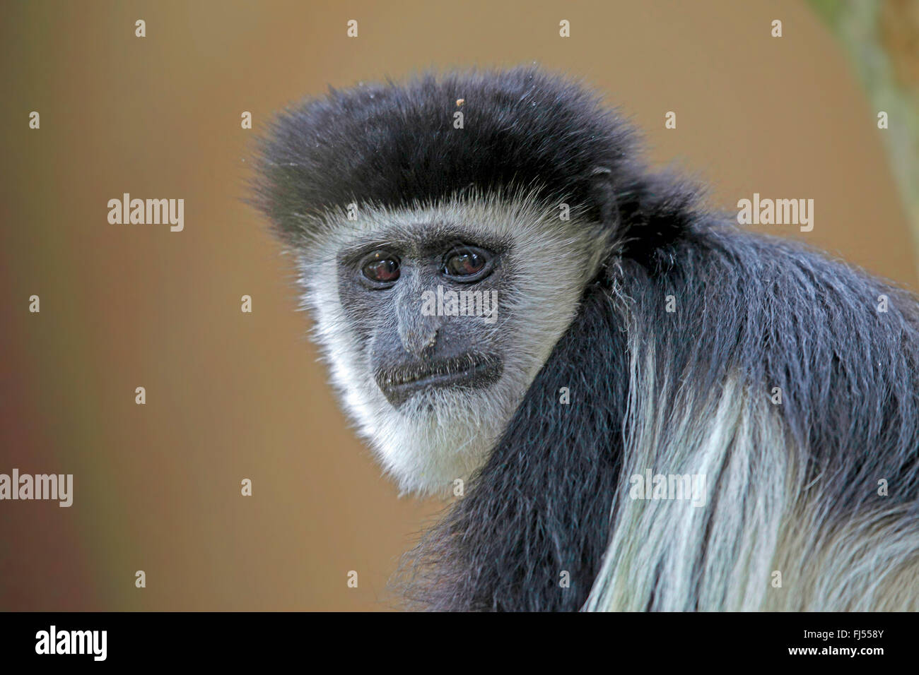 Guereza colobus guereza, de l'Est, le noir et blanc, colobus colobus guereza fuligineux, fuligineux (Colobus guereza Colobus abyssinicus), portrait, d'un recouverte colobus, Kenya Banque D'Images