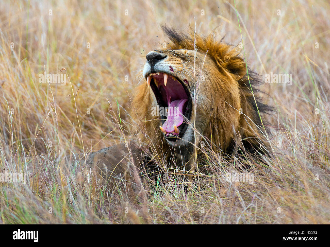 Lion (Panthera leo), homme couché sur l'herbe haute et les bâillements, Kenya, Masai Mara National Park Banque D'Images