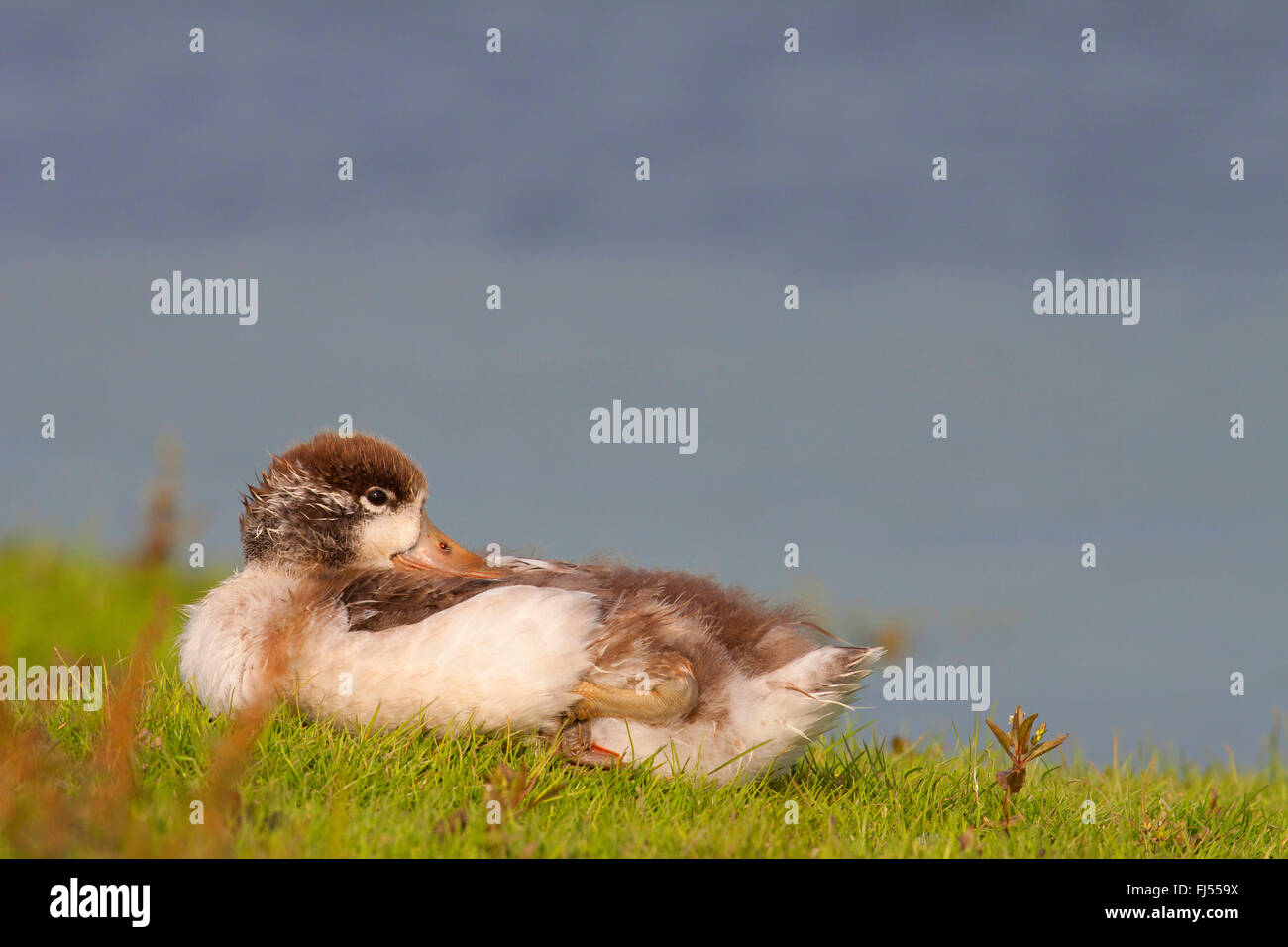 Tadorne Casarca Tadorna tadorna), (jeune oiseau, le repos et le sommeil, l'Allemagne, Schleswig-Holstein Banque D'Images