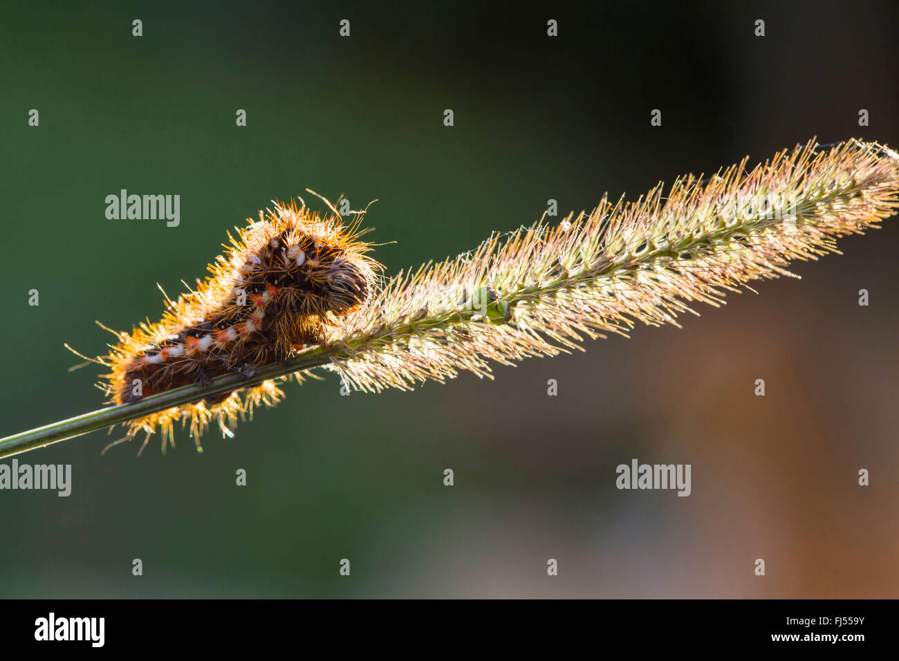 L'herbe (Acronicta rumicis knot, Apatele rumicis), Caterpillar sur une oreille d'herbe, de l'Allemagne, la Bavière Banque D'Images