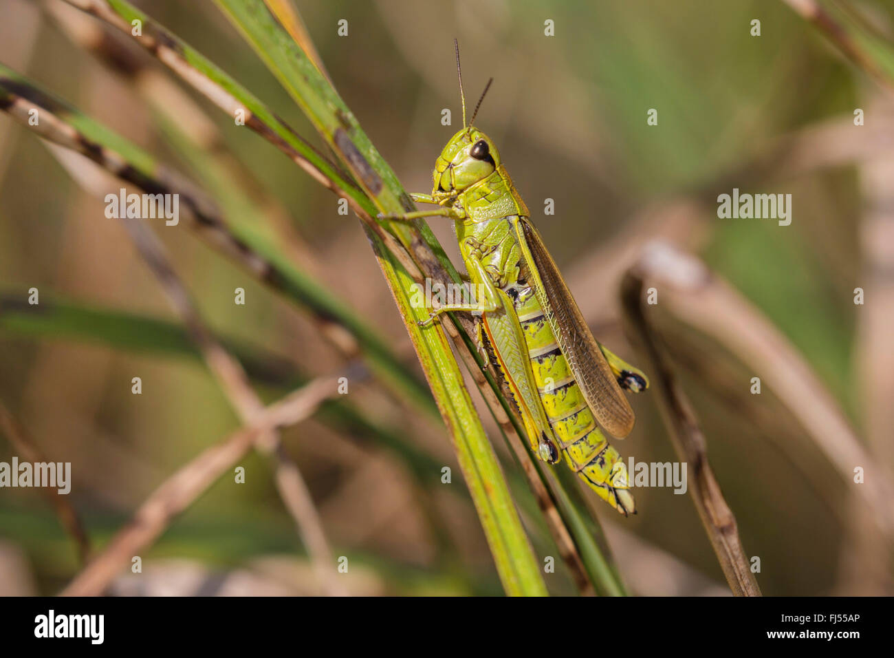 Grand Marais sauterelle (Mecostethus grossus, Stethophyma grossum), Femme, Allemagne, Bavière, Isental Banque D'Images