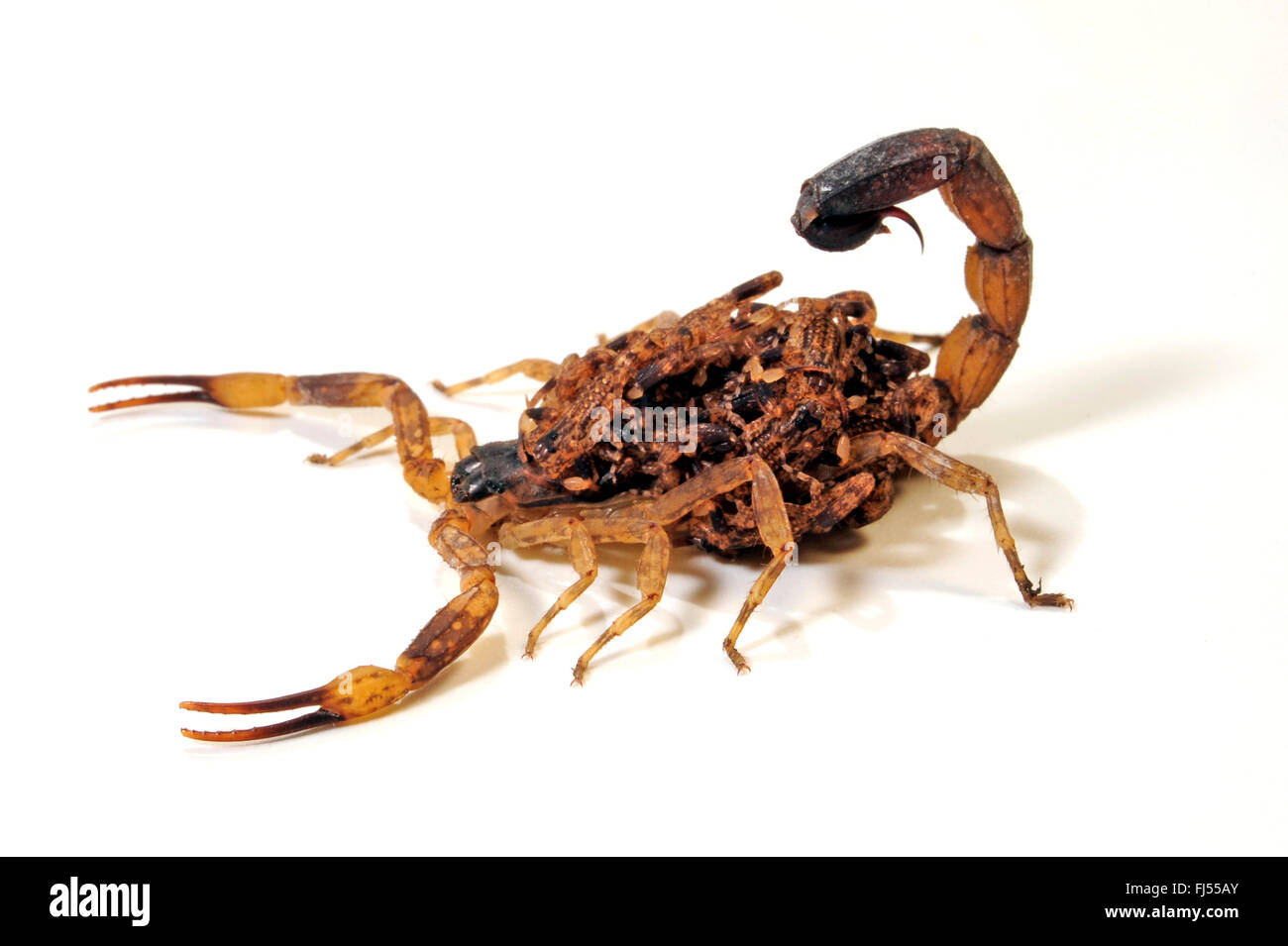 Marbré de scorpion, Scorpion, marbré peu peu d'écorce marbrée (Lychas Scorpion scorpion marmoreus), avec des enfants sur son dos Banque D'Images