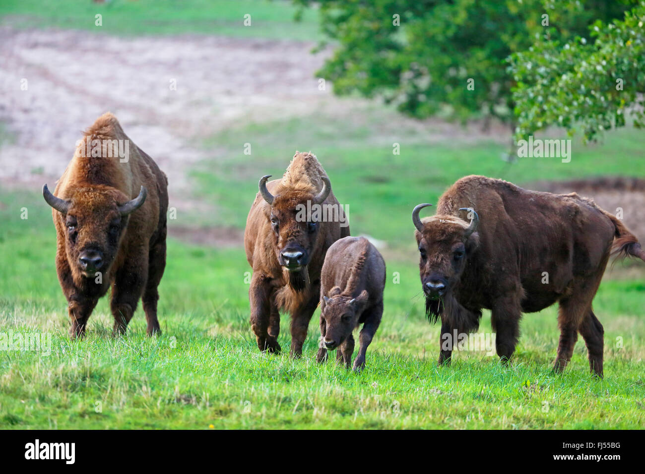 Bison d'Europe, Bison (Bison bonasus), Groupe avec un veau dans un pré, en Allemagne, en Mecklembourg-Poméranie-Occidentale, Damerower Werder Banque D'Images