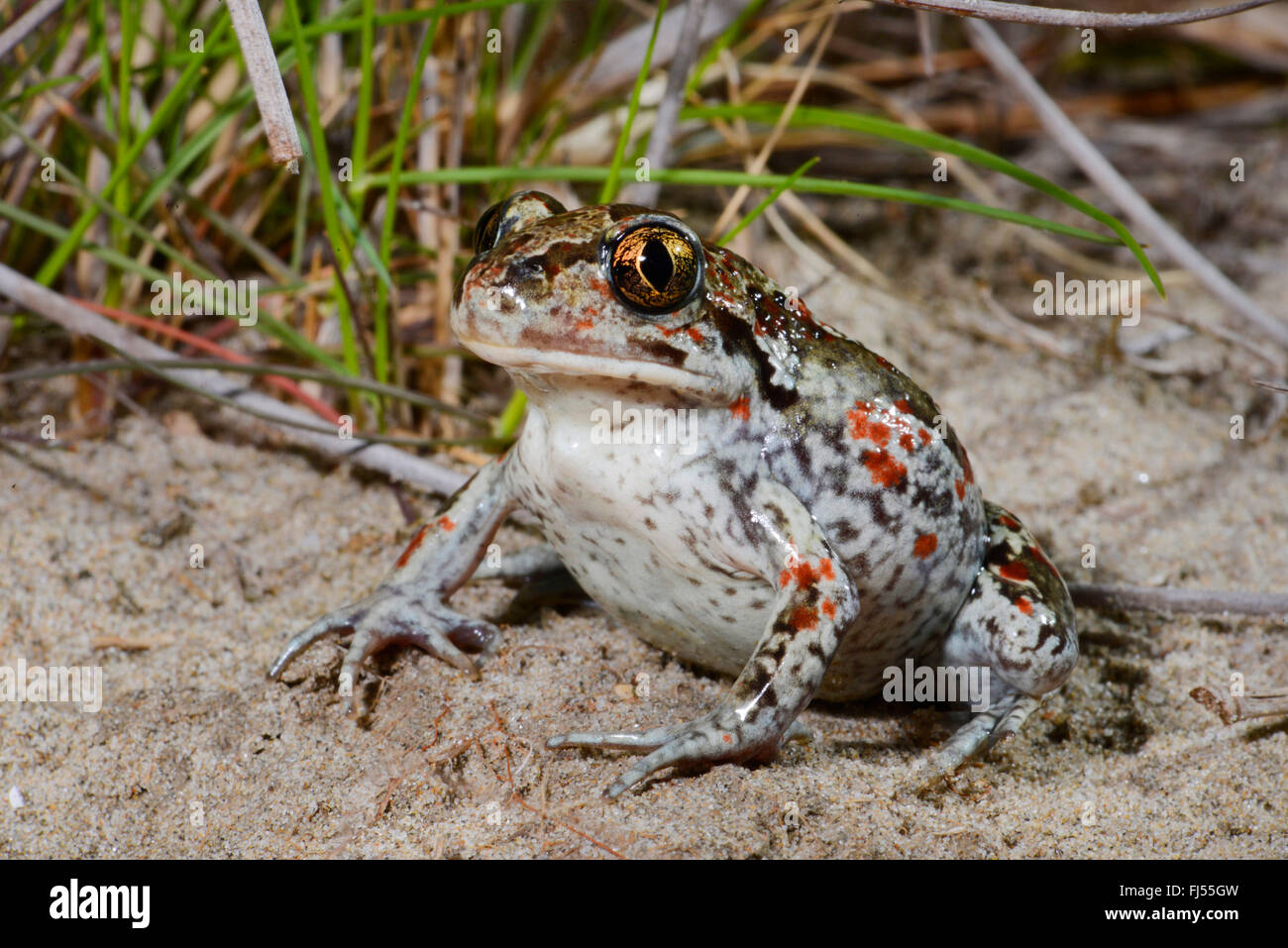 Crapaud commun, le crapaud de l'ail (Pelobates fuscus), assis dans le sable, Roumanie, Dobrudscha Biosphaerenreservat Sfntu, Donaudelta, Gheorghe Banque D'Images