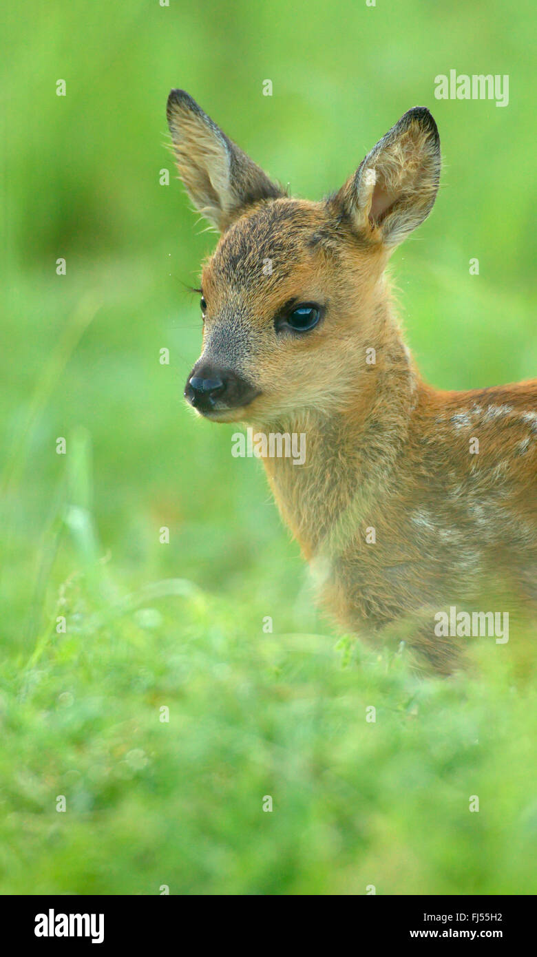 Le chevreuil (Capreolus capreolus), fauve dans un pré, Allemagne, Brandebourg Banque D'Images