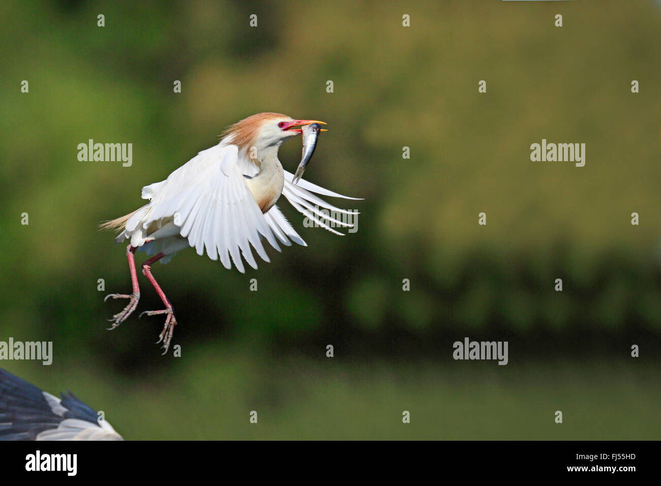 Héron garde-boeuf, buff-soutenu heron (Ardeola ibis, Bubulcus ibis), voler avec un poisson dans le projet de loi, plumage nuptial, la France, la Camargue Banque D'Images