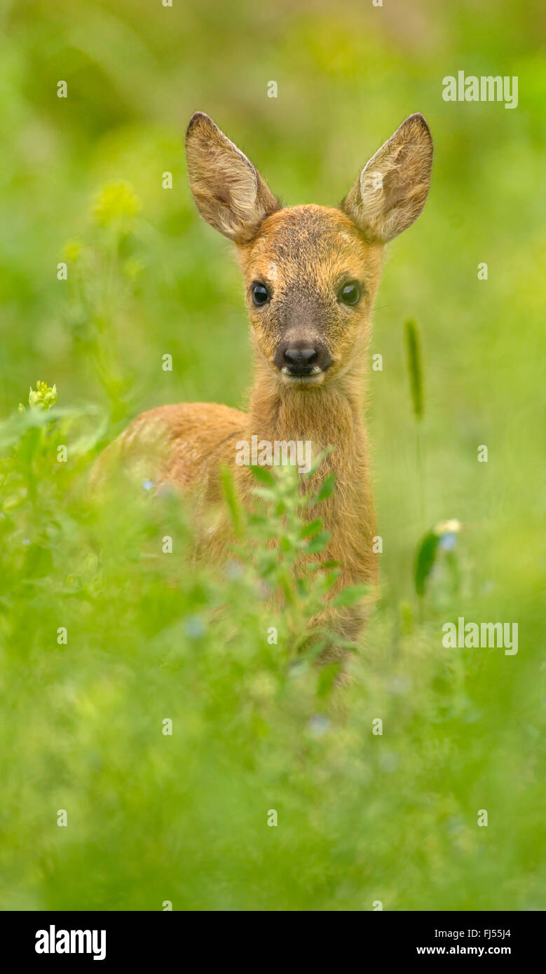 Le chevreuil (Capreolus capreolus), fauve dans un pré, Allemagne, Brandebourg Banque D'Images