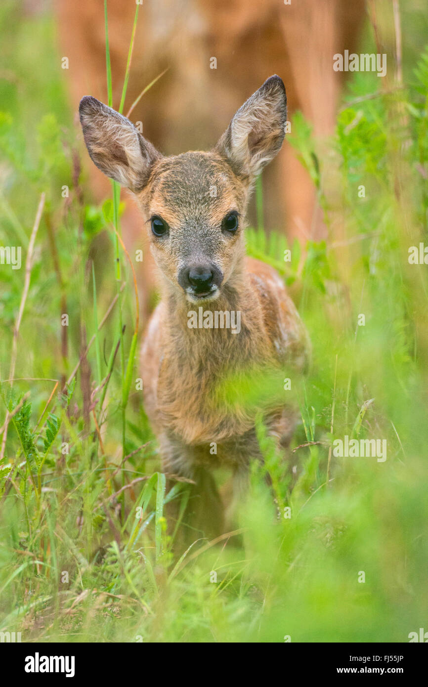 Le chevreuil (Capreolus capreolus), fauve dans un pré, Allemagne, Brandebourg Banque D'Images