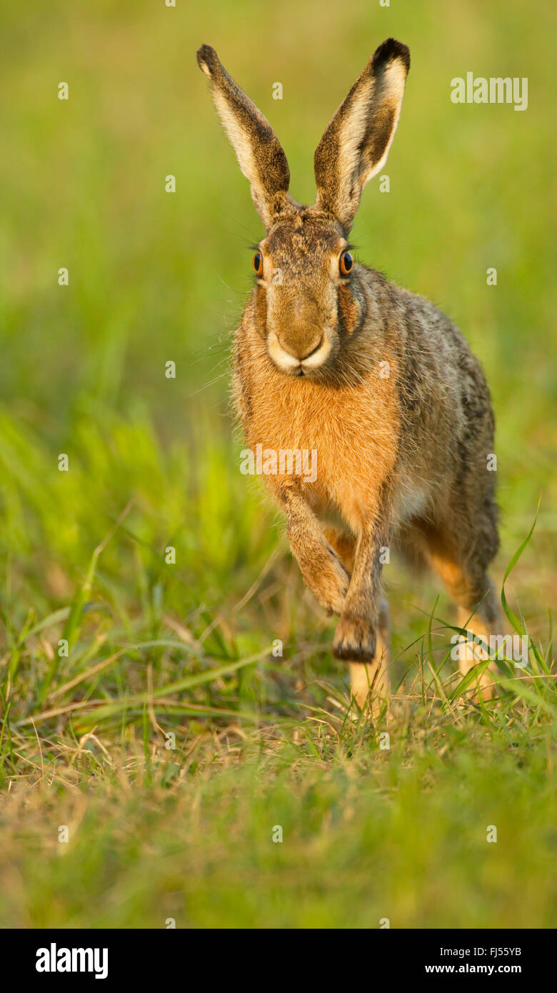 Lièvre européen, lièvre Brun (Lepus europaeus), promenades dans un pré, Allemagne, Brandebourg Banque D'Images