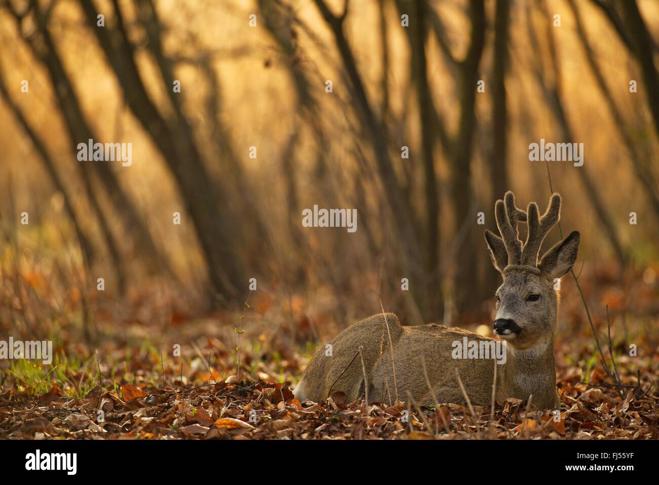 Le chevreuil (Capreolus capreolus), buck repose en forêt, cornes de velours, de l'Allemagne, Brandebourg Banque D'Images