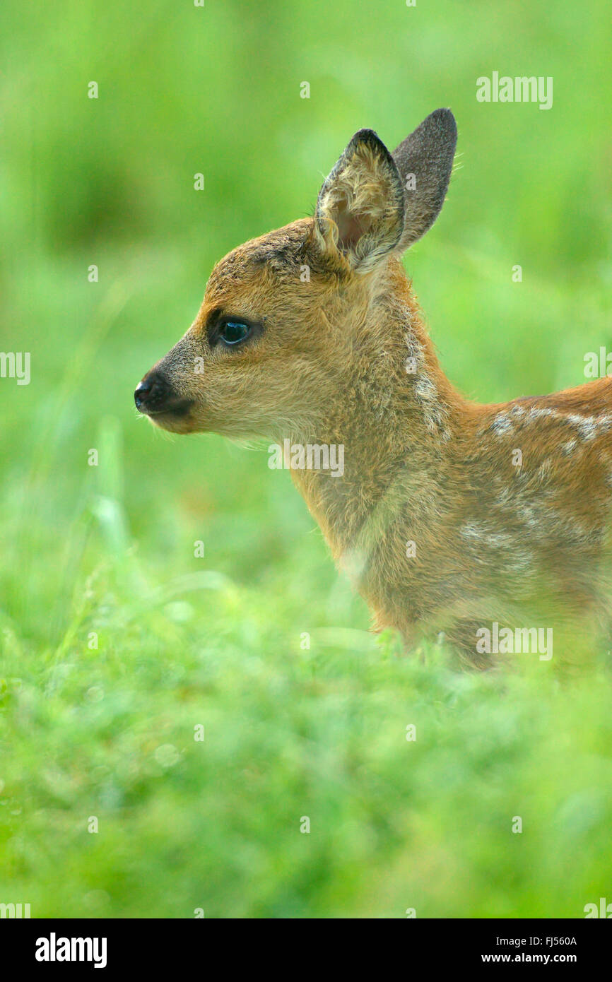 Le chevreuil (Capreolus capreolus), fauve dans un pré, Allemagne, Brandebourg Banque D'Images