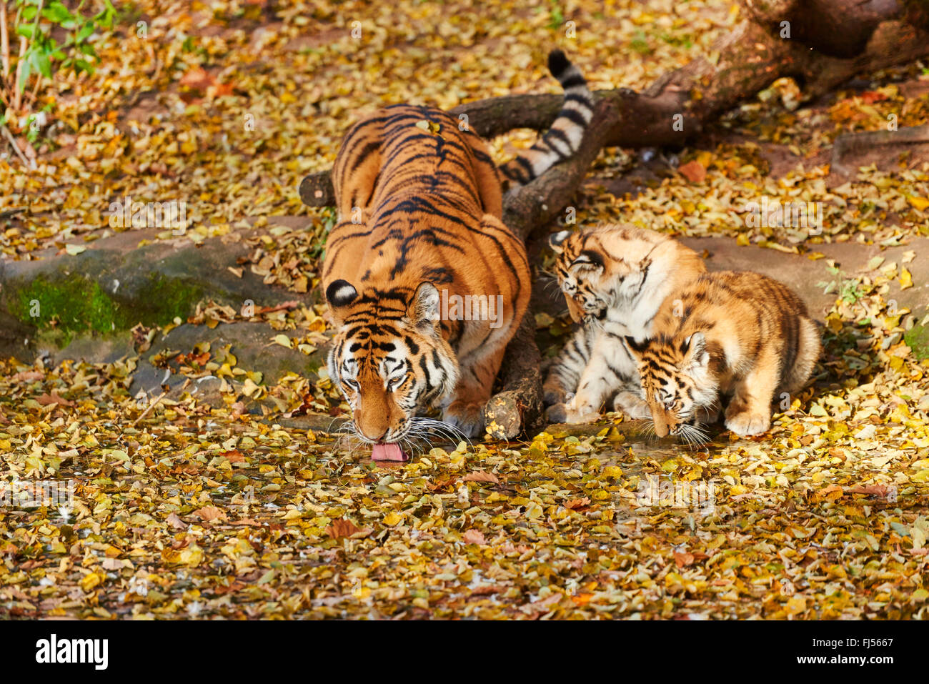 Tigre de Sibérie, Amurian tigre (Panthera tigris altaica), tigresse avec deux oursons en automne feuillage Banque D'Images