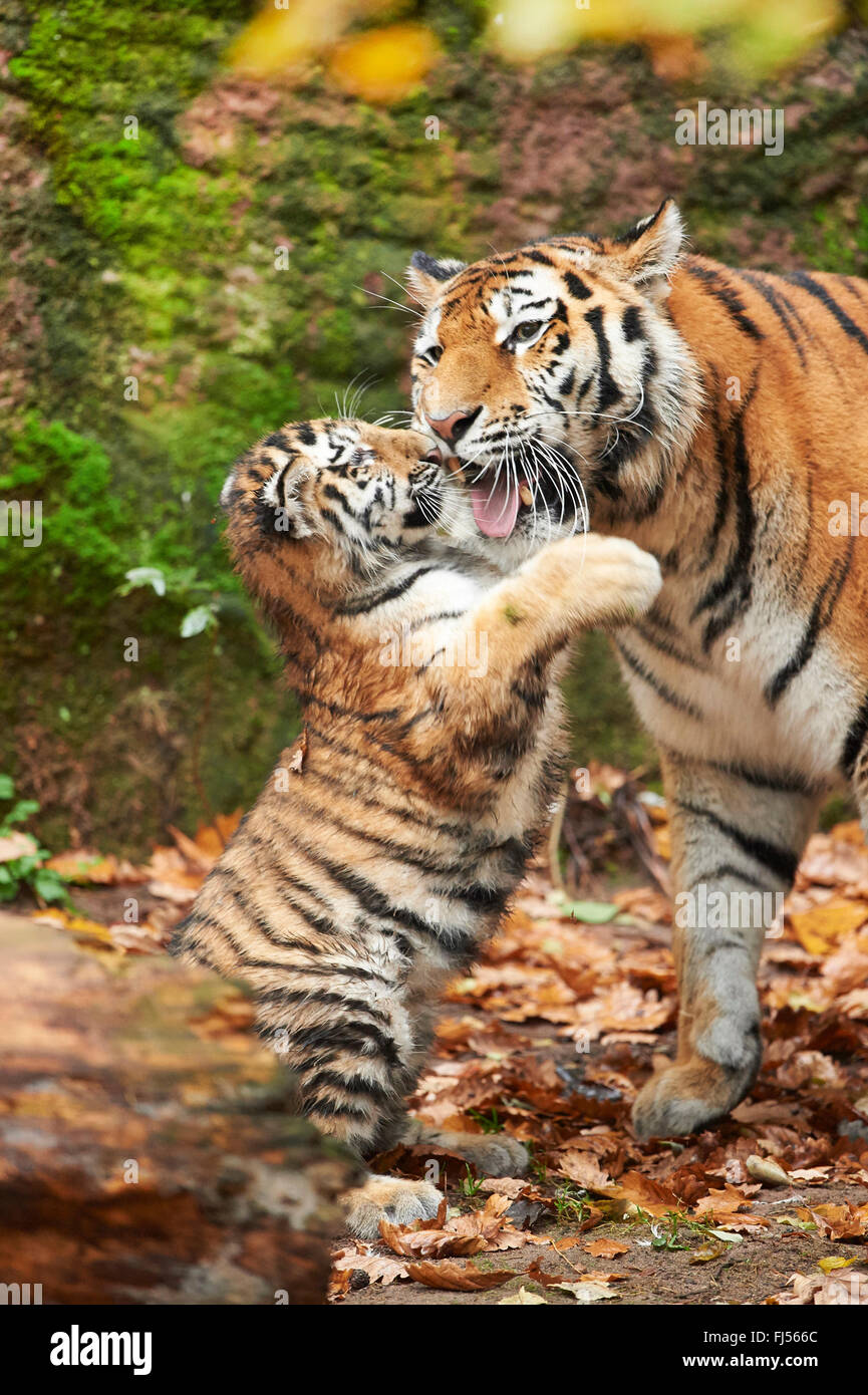 Tigre de Sibérie, Amurian tigre (Panthera tigris altaica), tiger cub jouant avec sa mère Photo