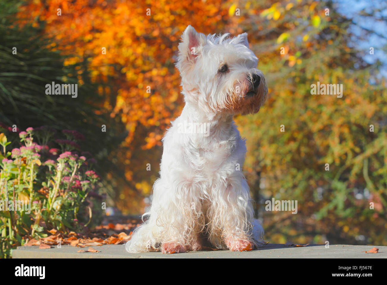 West Highland White Terrier, Westie (Canis lupus f. familiaris), neuf ans chien assis dans un parc en automne, Allemagne Banque D'Images