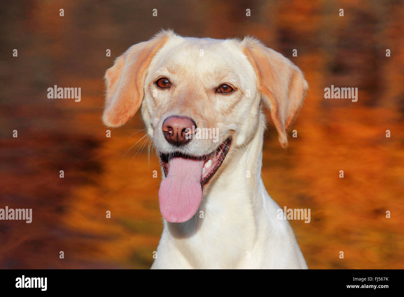 Dog (Canis lupus f. familiaris), Labrador Magyar Vizsla devint mixed breed dog avec langue traînant, portrait, Allemagne Banque D'Images